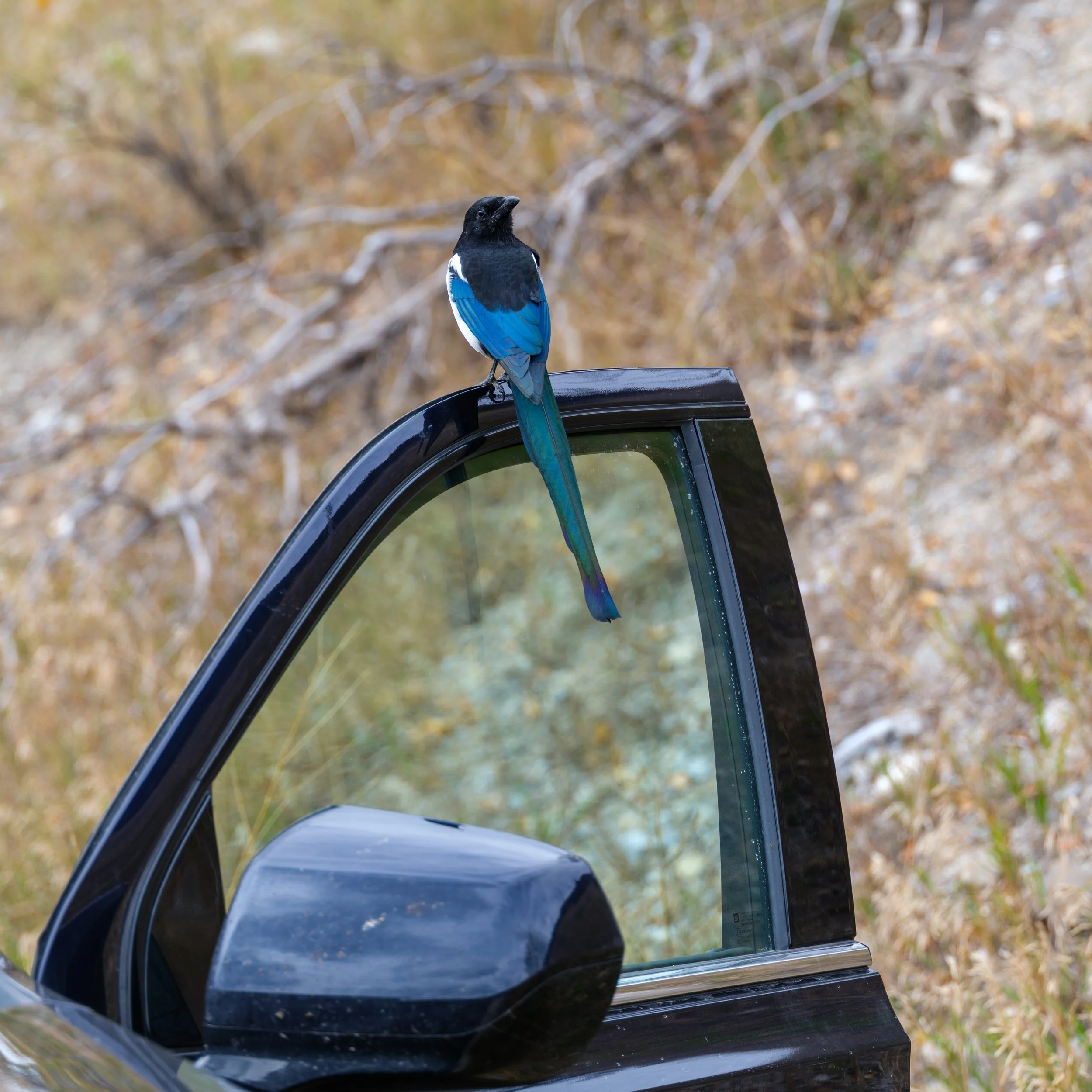 Magpie Driver-1.jpg
