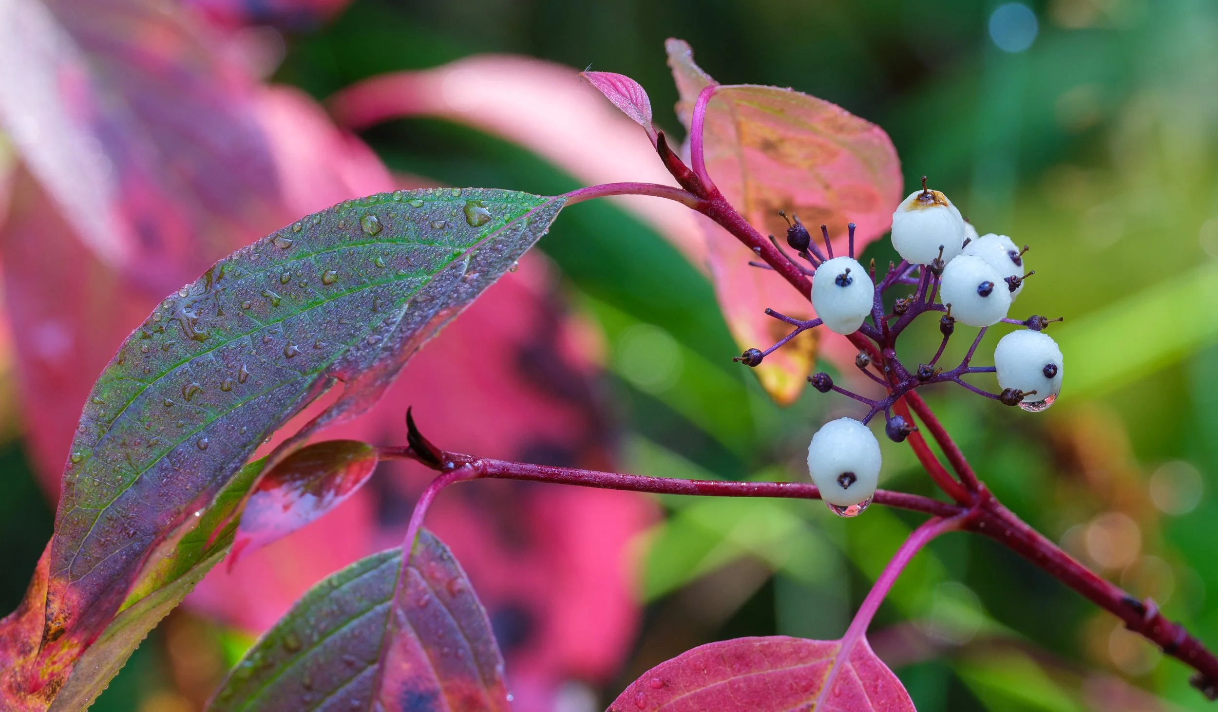 Dogwood Berries-1.jpg