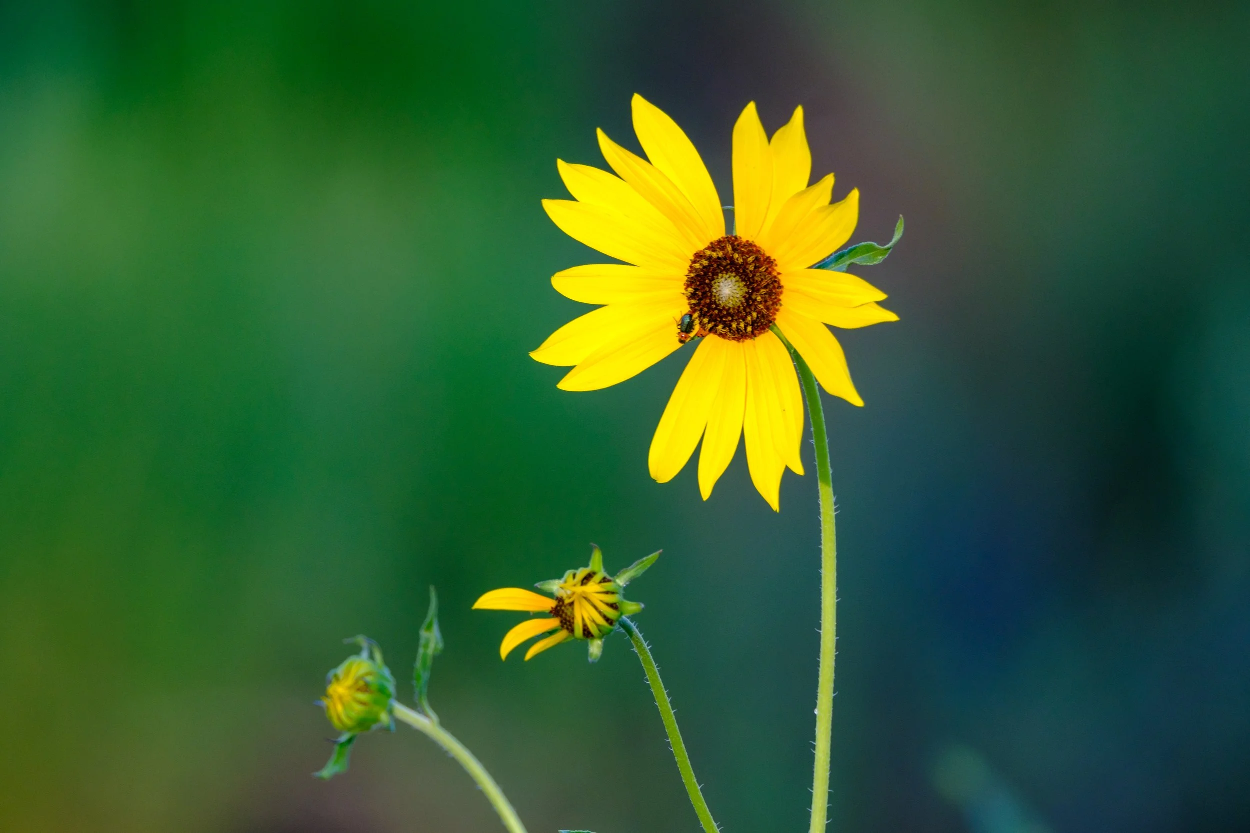 Common Sunflower series-4.jpg