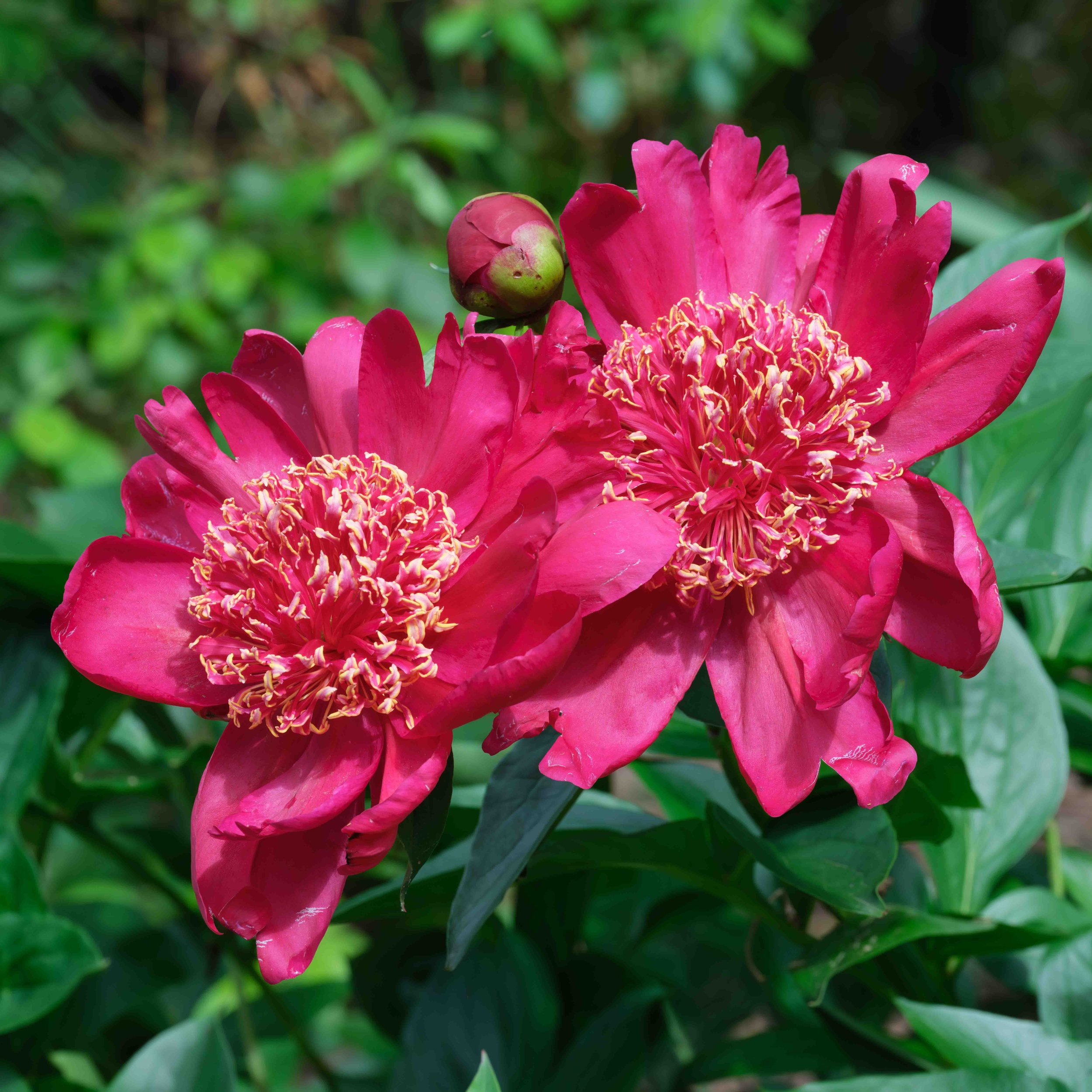 Peonies