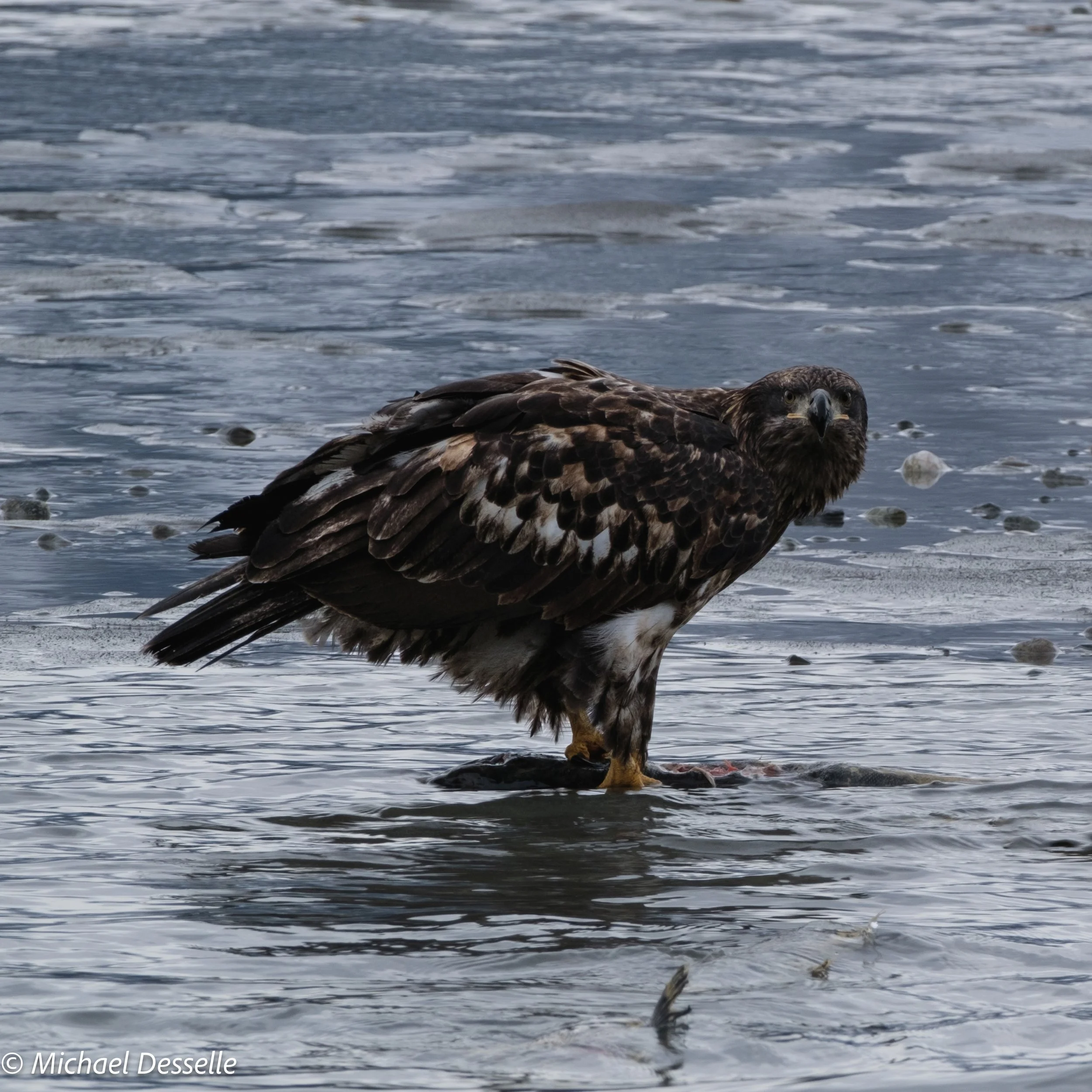 Juvenile feeding & watching.jpg
