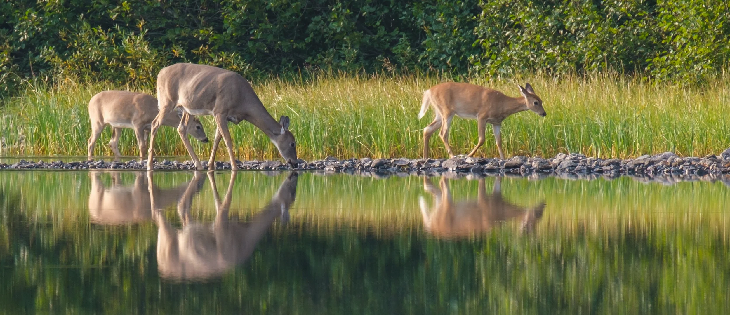 Fisher Cap Lake Deer-4.jpg
