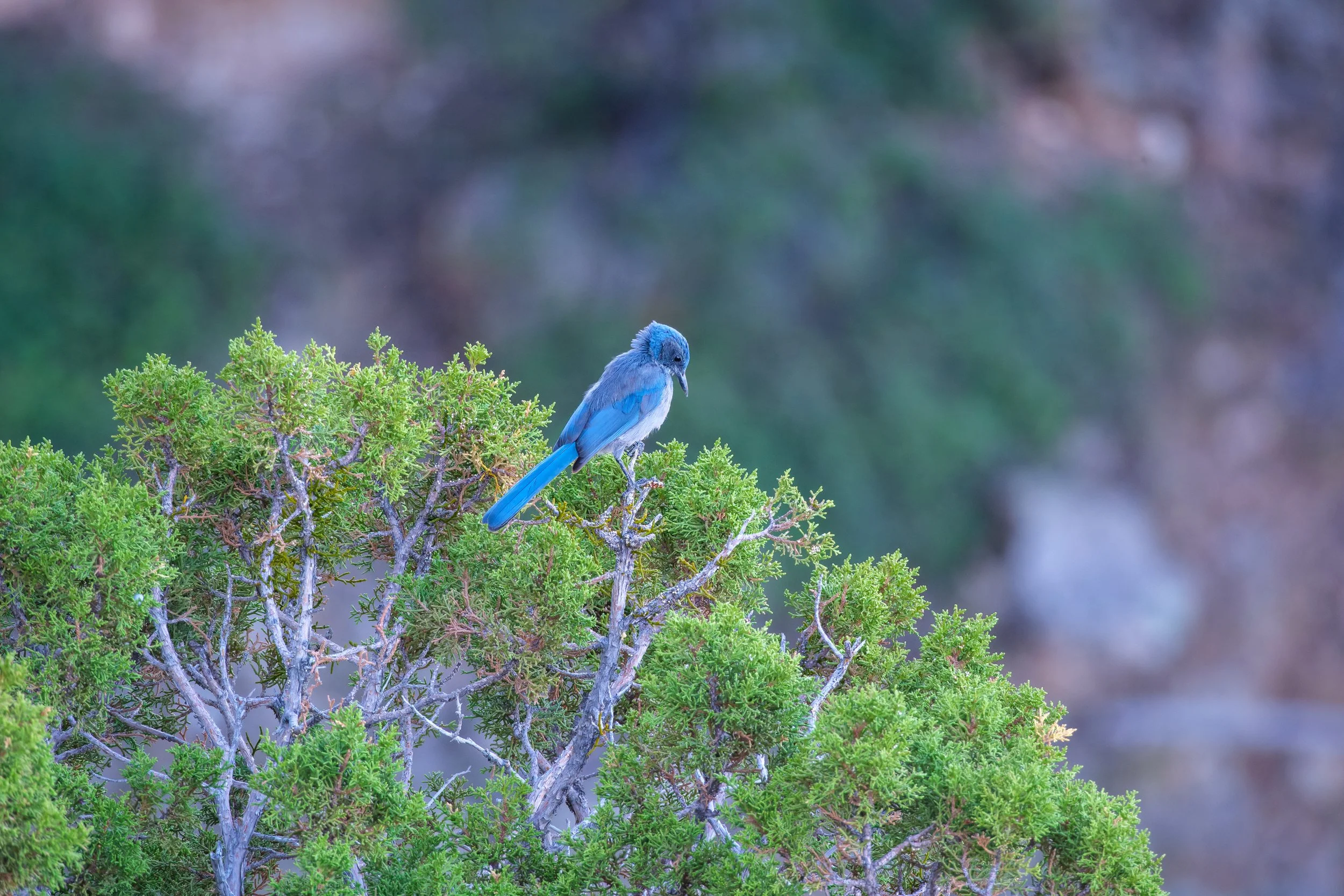 New World Jay near Desert Watchtower-1.jpg