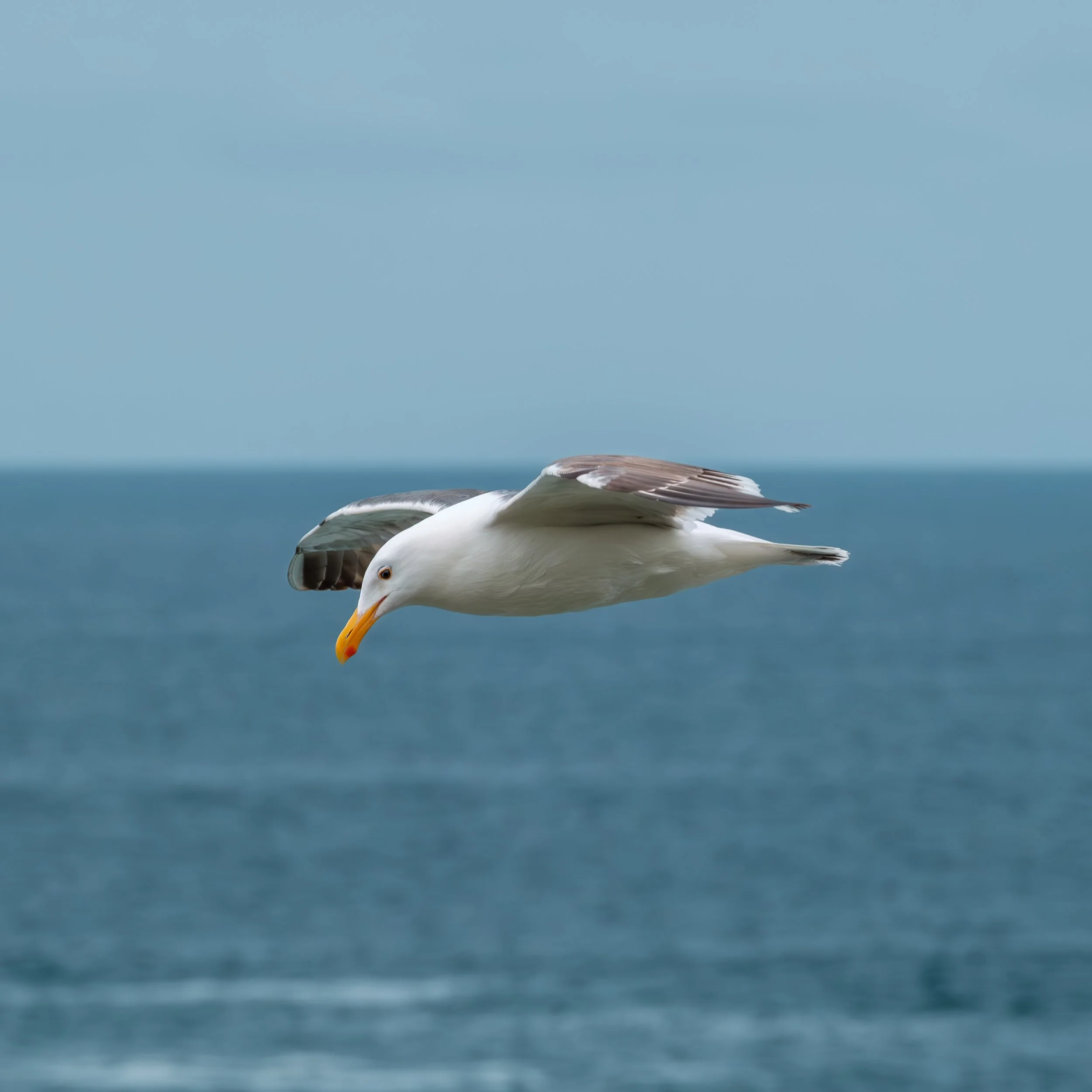 Seagull-1-2.jpg