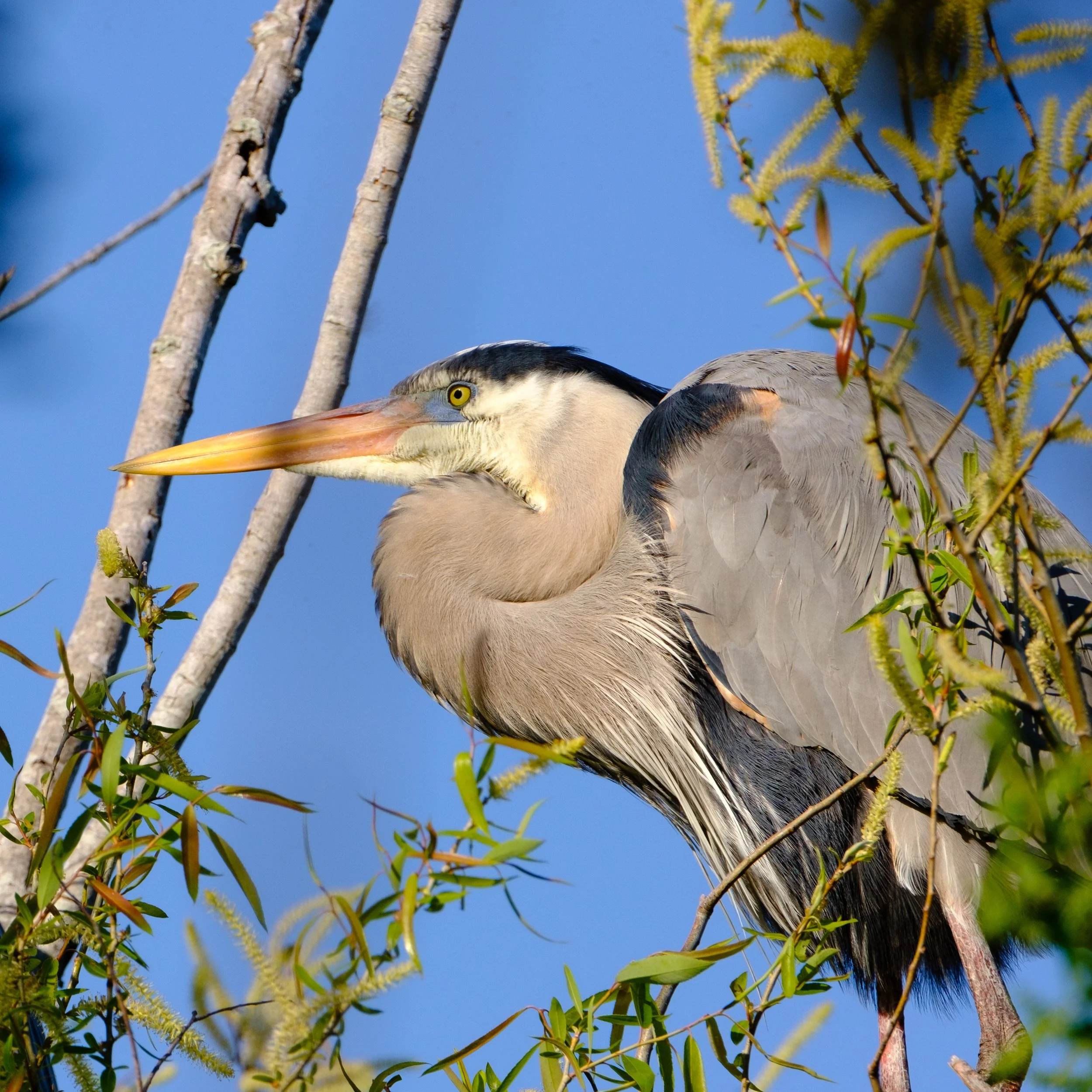 BlueHeron-1.jpg