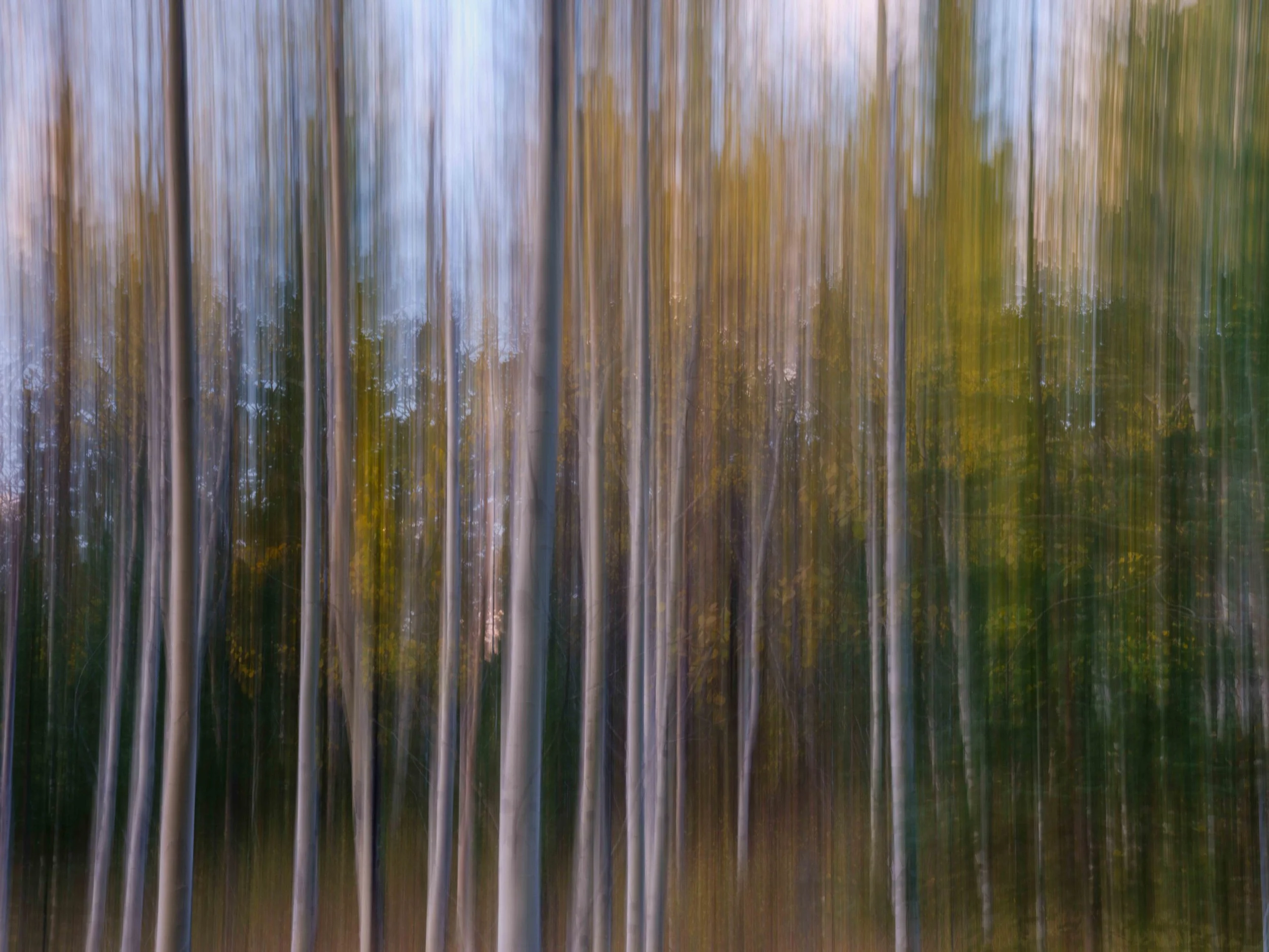 Preacher's Point Aspens ICM-1-3.jpg