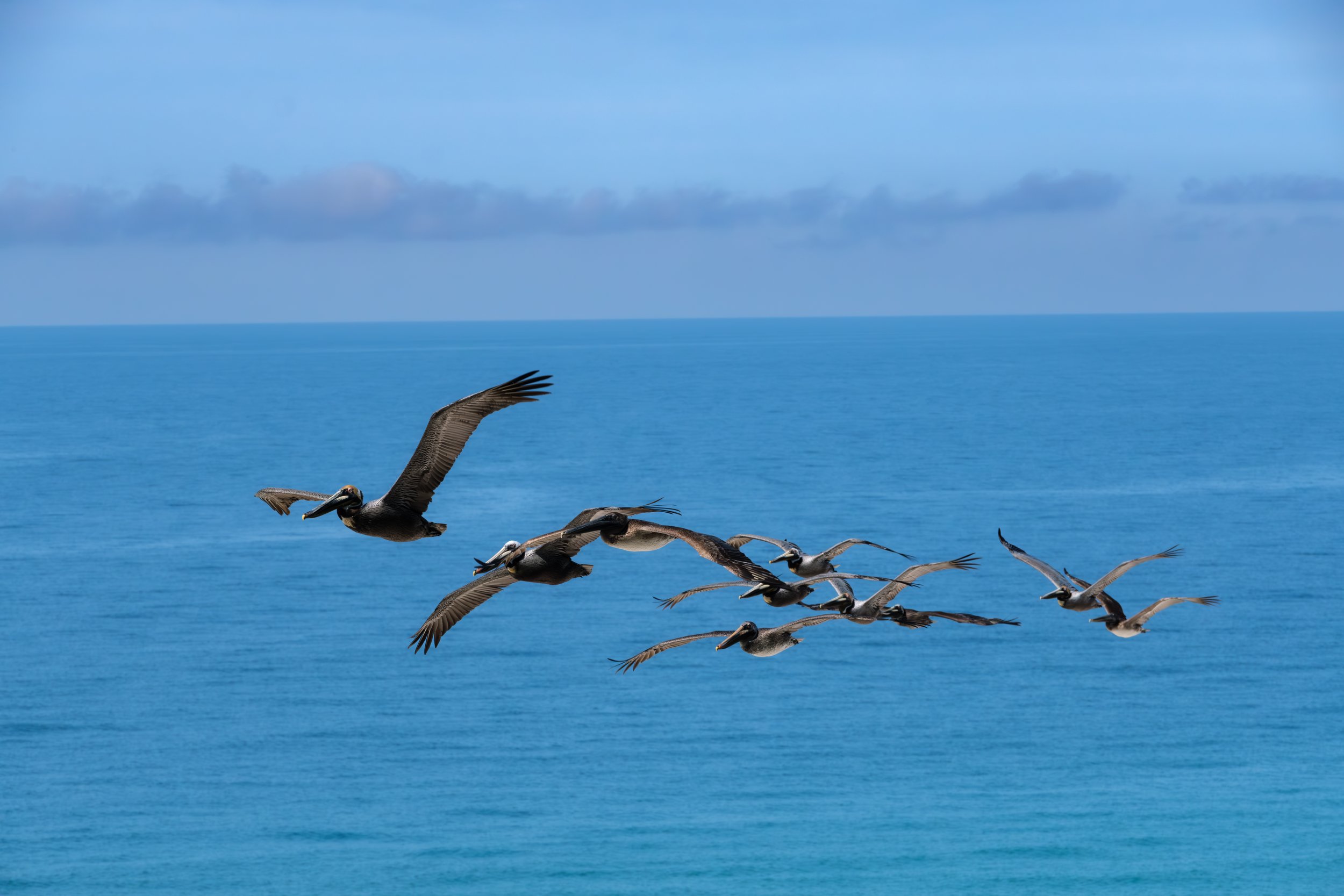 Pelican flyby-4.jpg