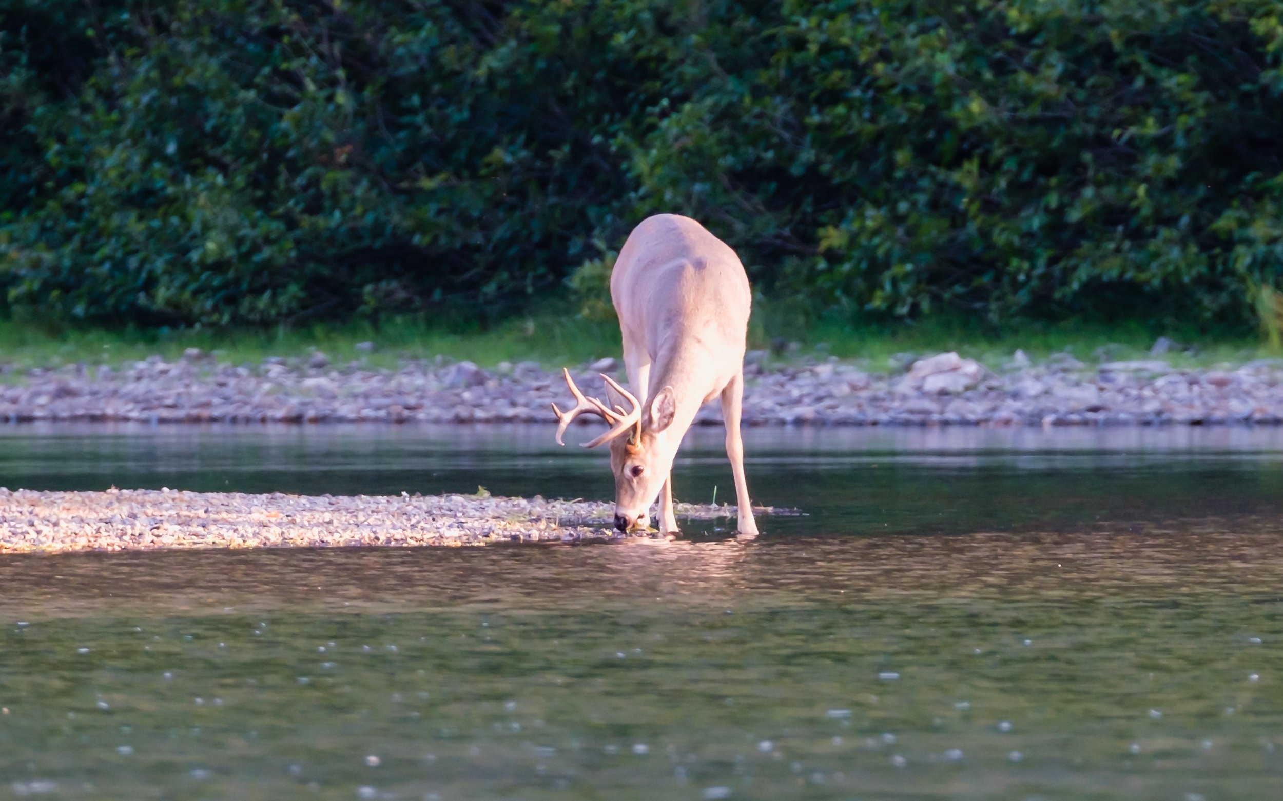 Buck eating at Golden Hour (Fisher Cap Lake)-2.jpg