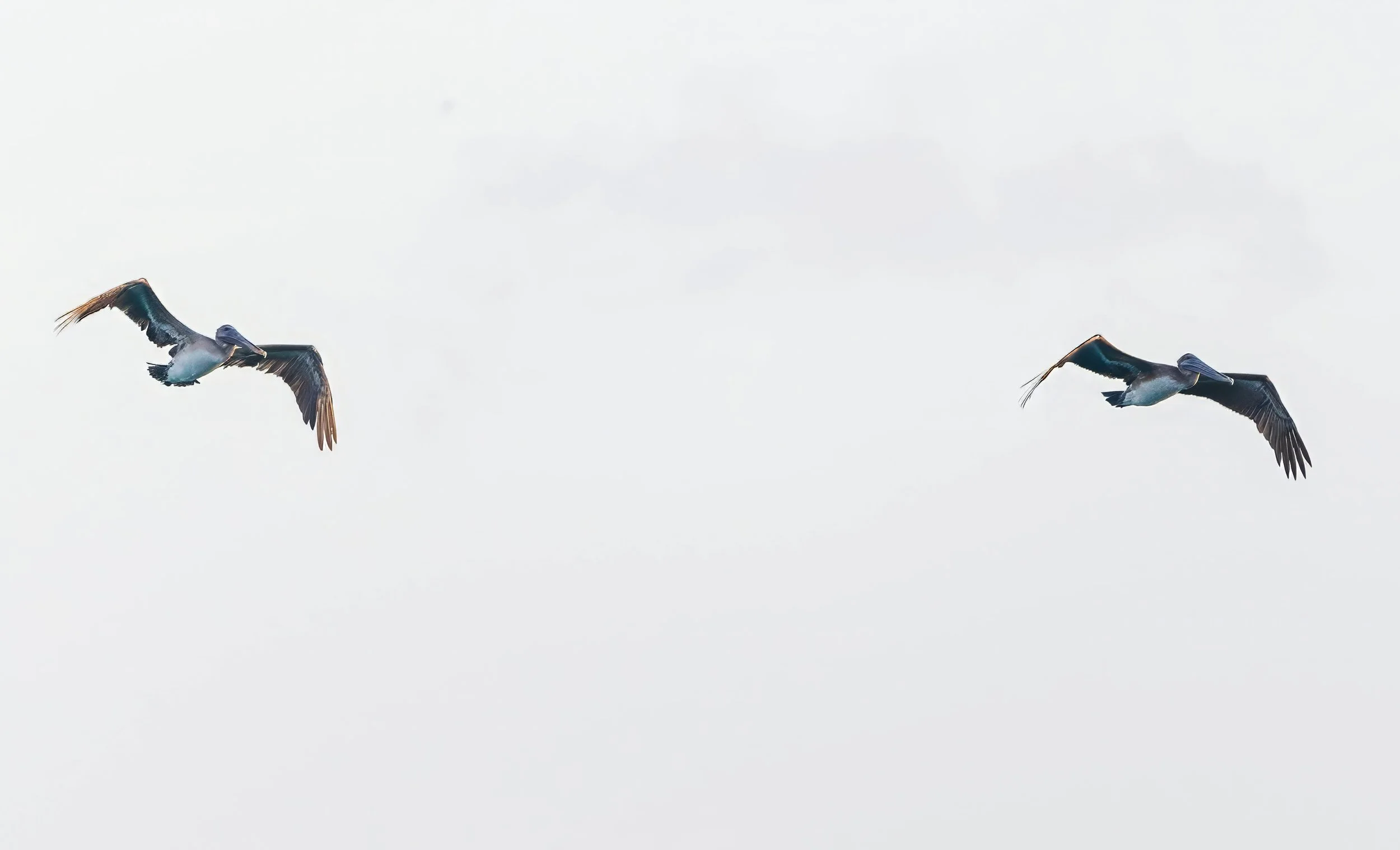 Pelicans5-topaz-sharpen-denoise.jpg