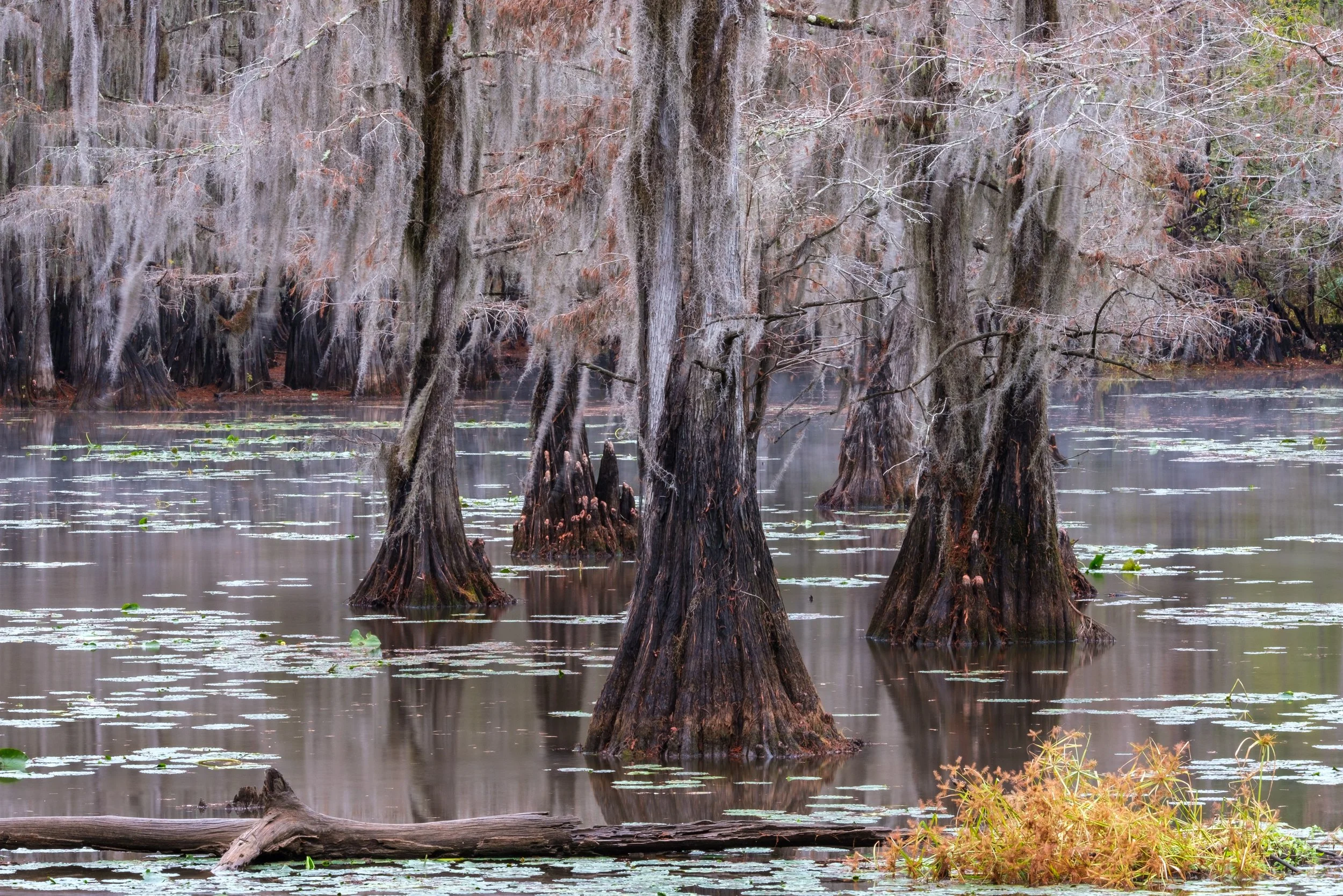 Caddo Lake #3