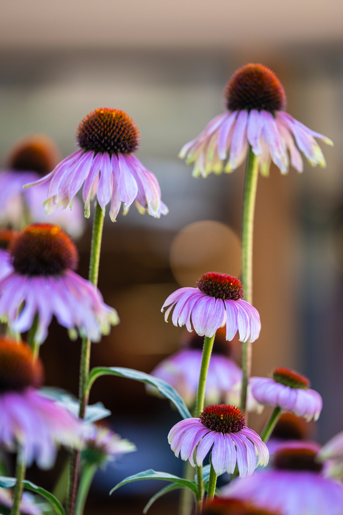Coneflowers