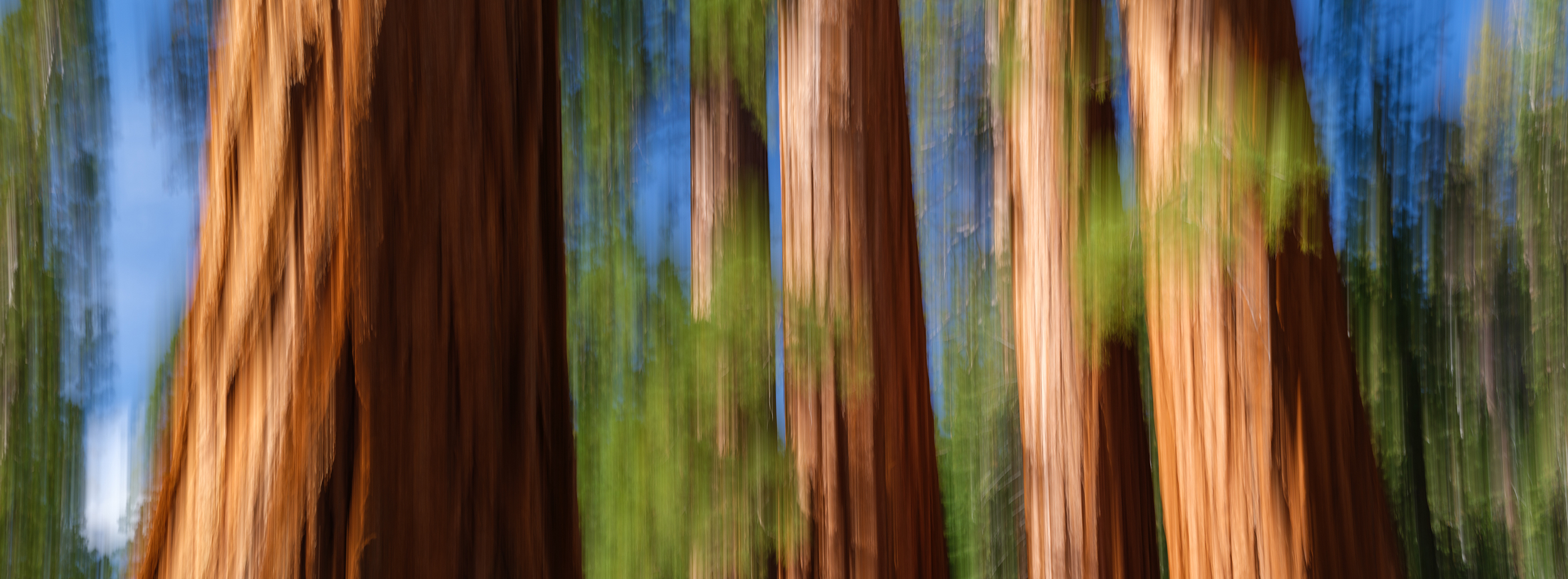Sequoia ICM #2-1 (1) lowres.jpg.png