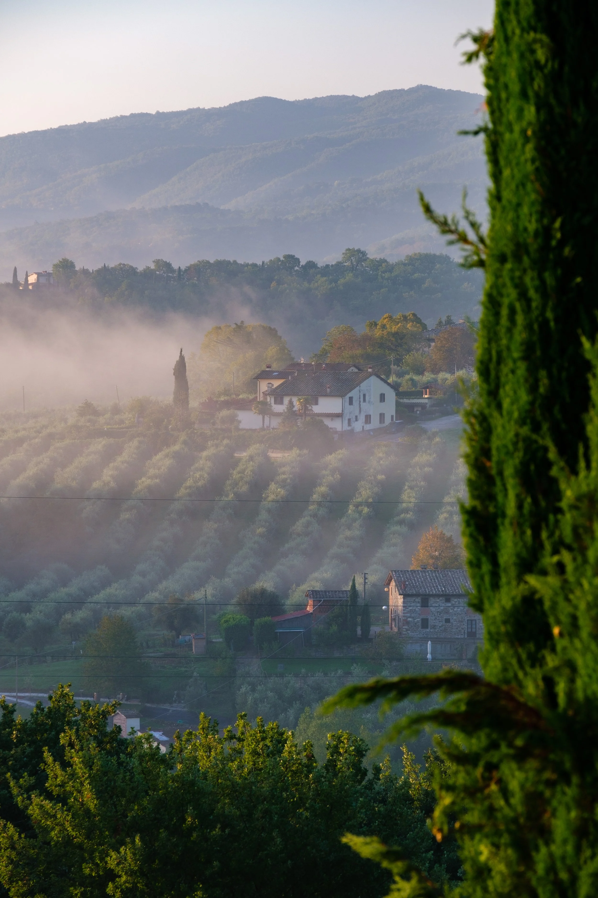 Tuscan Olive Field in morning fog