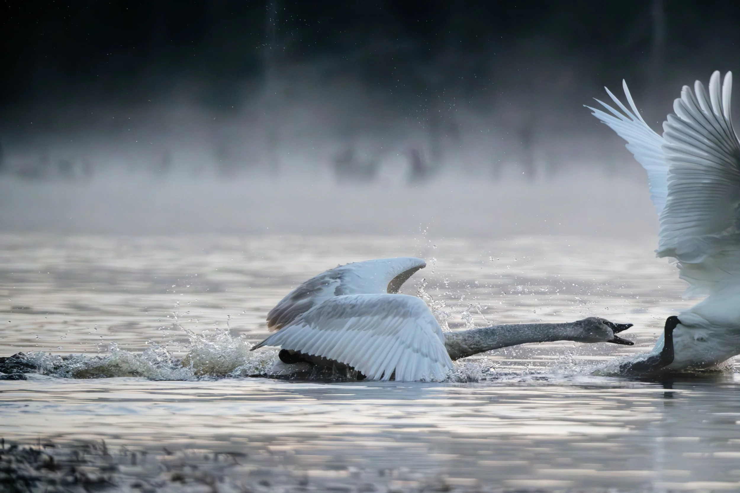 Swan Drama #1