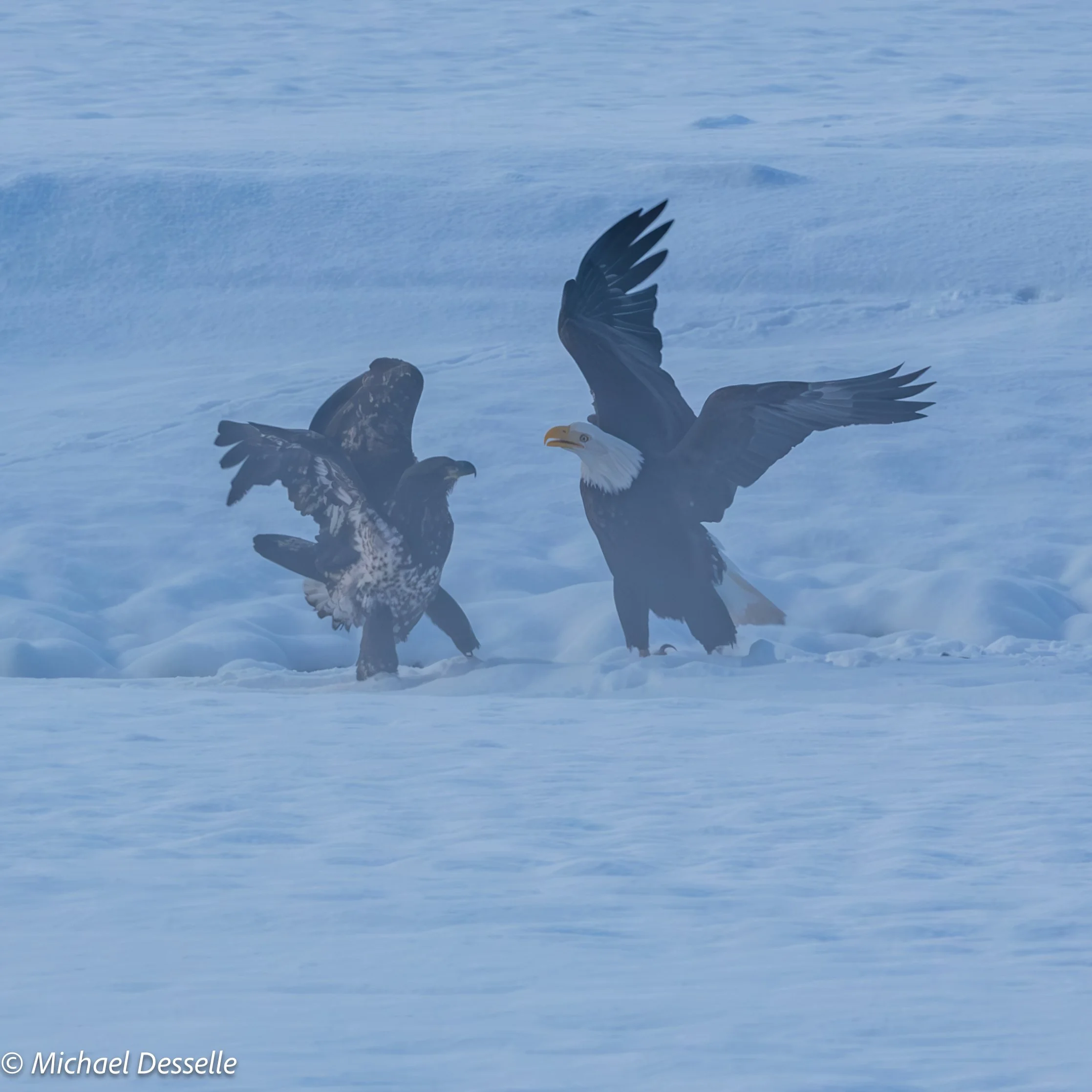 Juvenile Adult fight 4.jpg