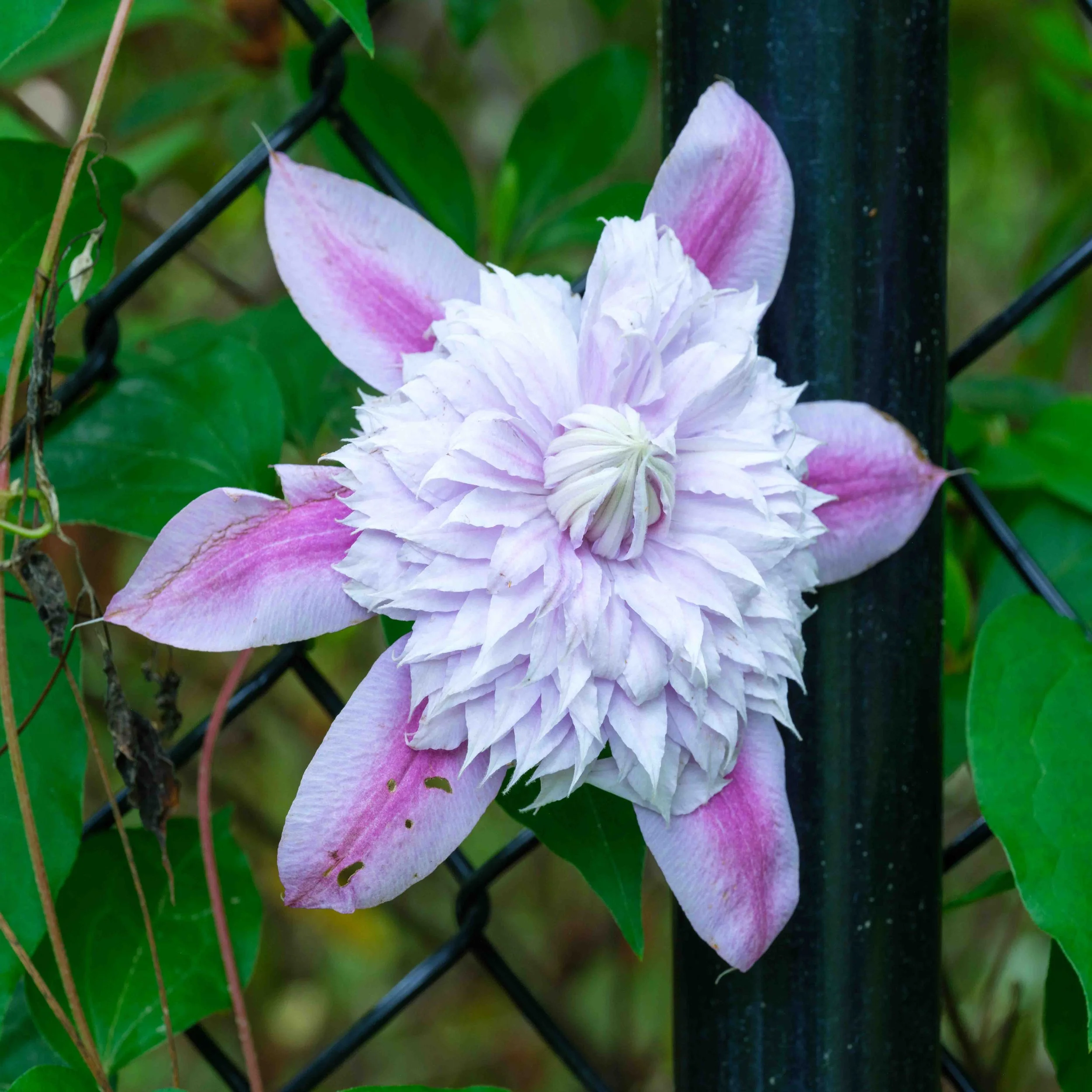 Climatis "on the Fence"