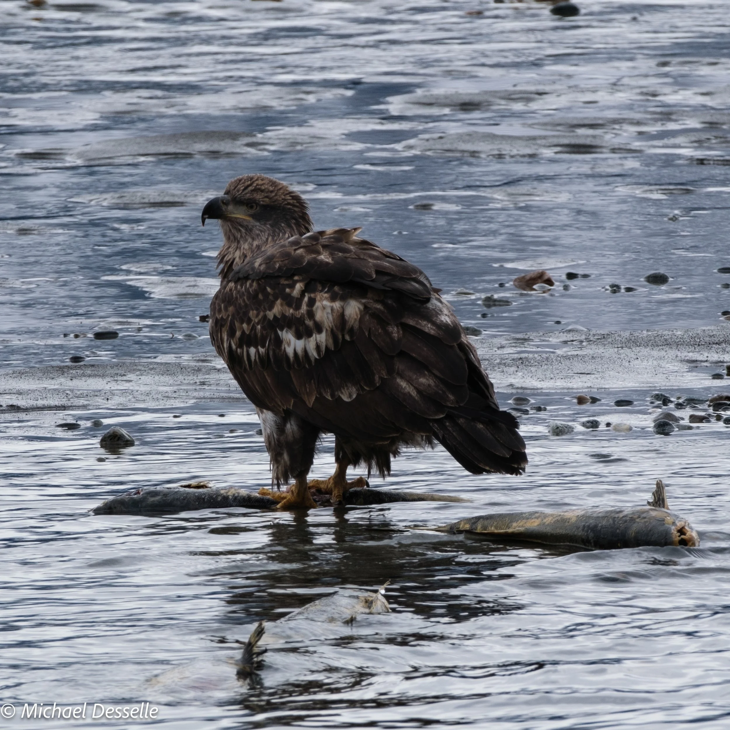 Juvenile feeding.jpg
