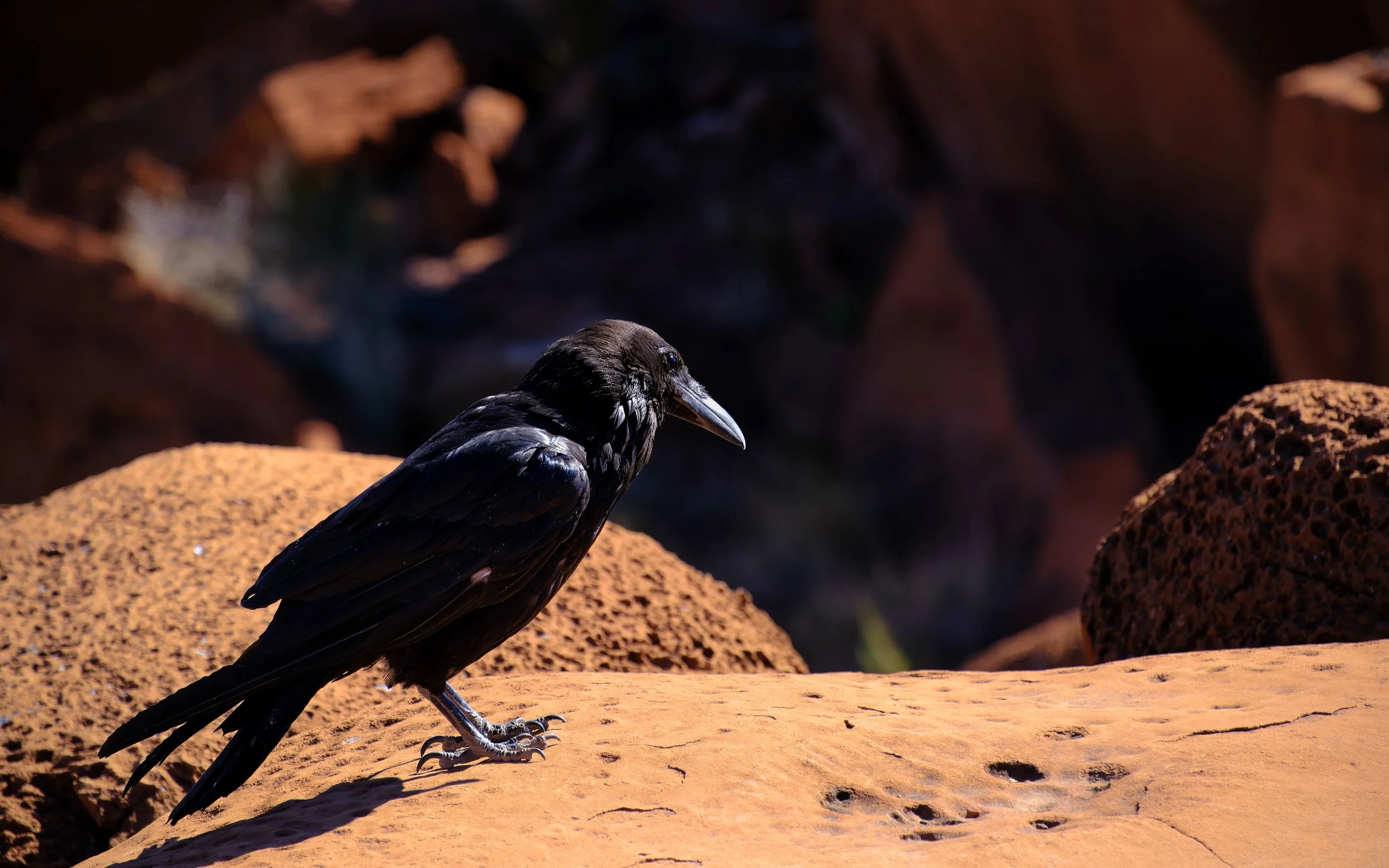 Wupatki Peublo Raven-1.jpg