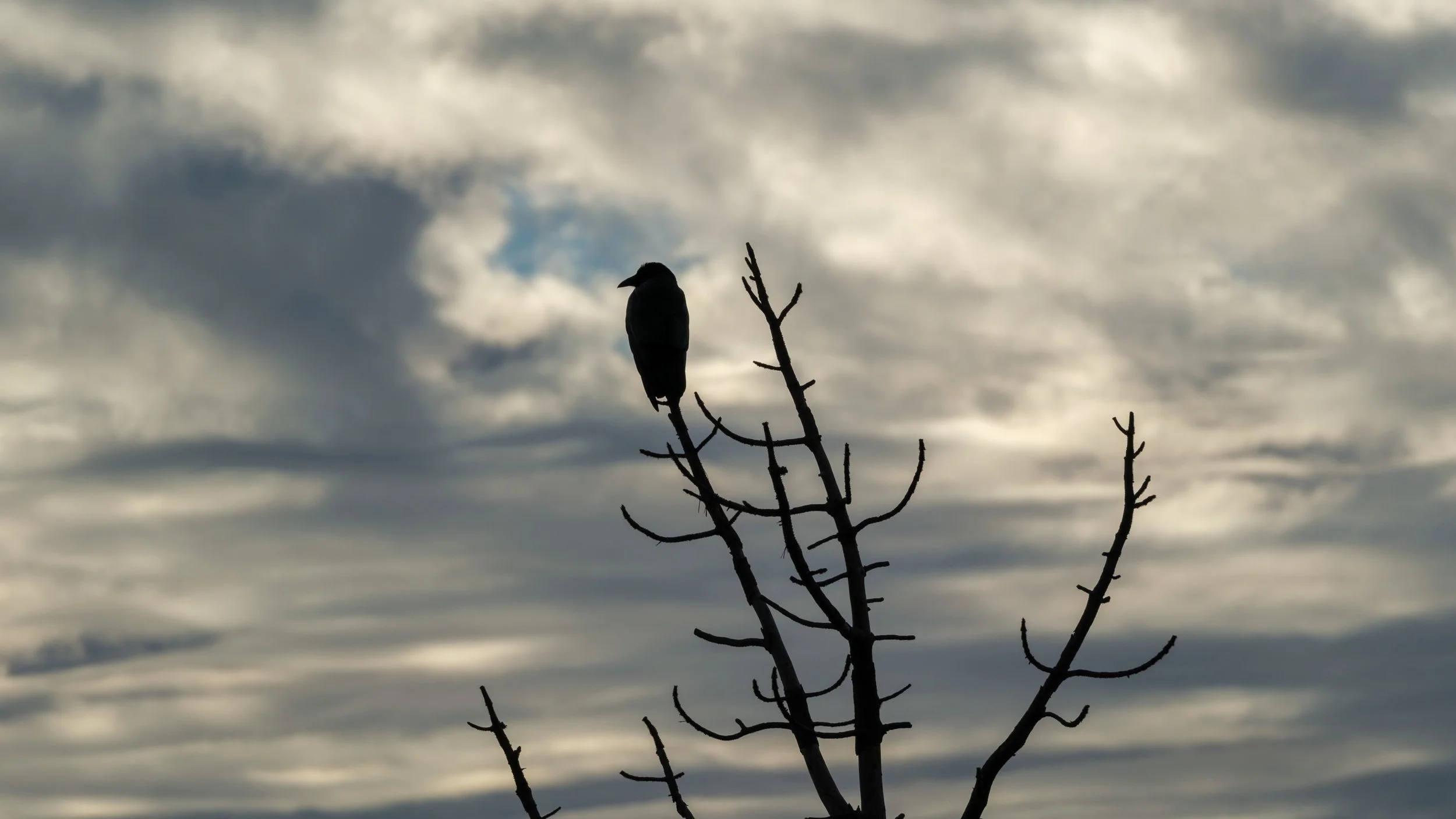 Taft Point Raven at Dusk-1.jpg