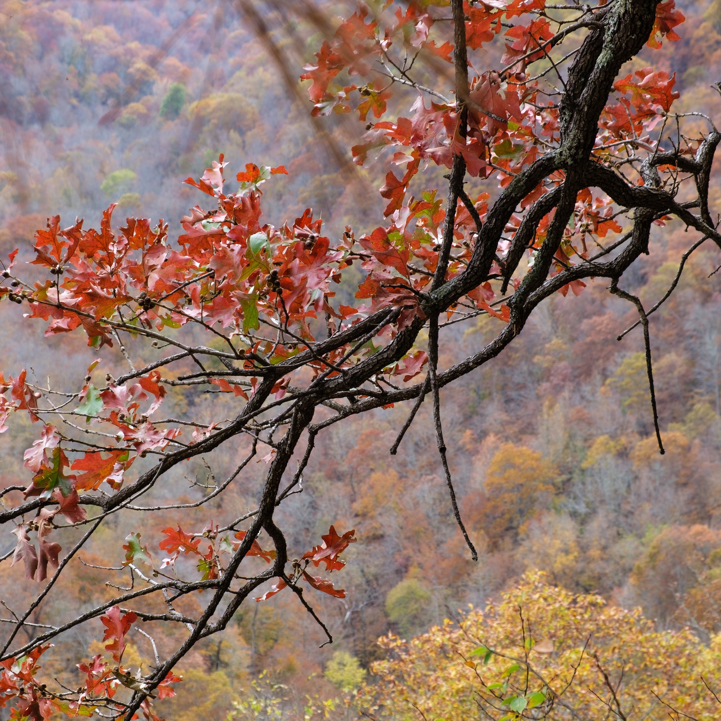 Hawksbill Crag trail-1.jpg