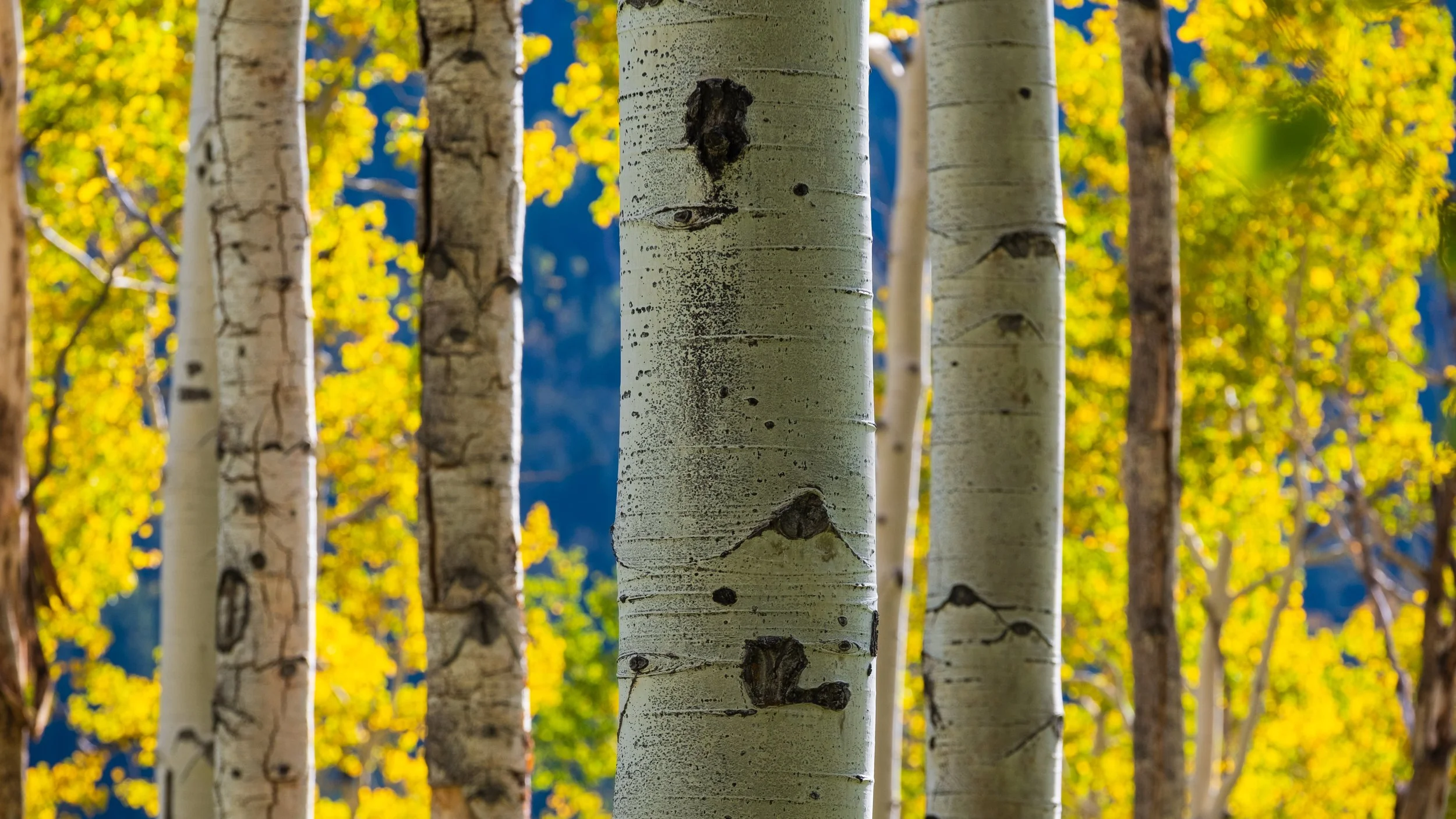 Independence Pass Aspens #3