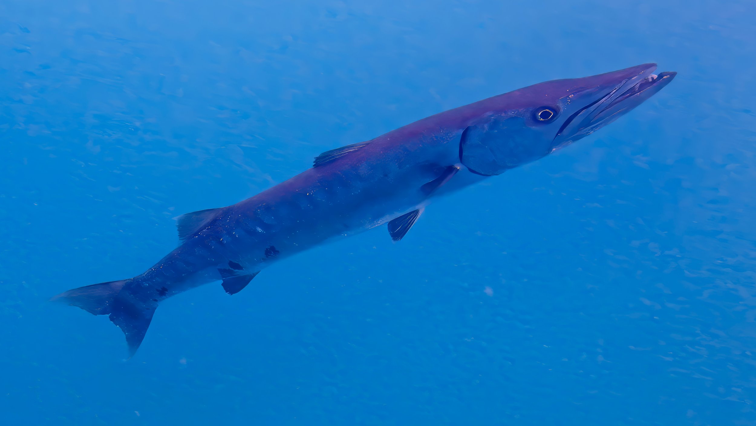 2025 topaz edit_tarpon.jpg