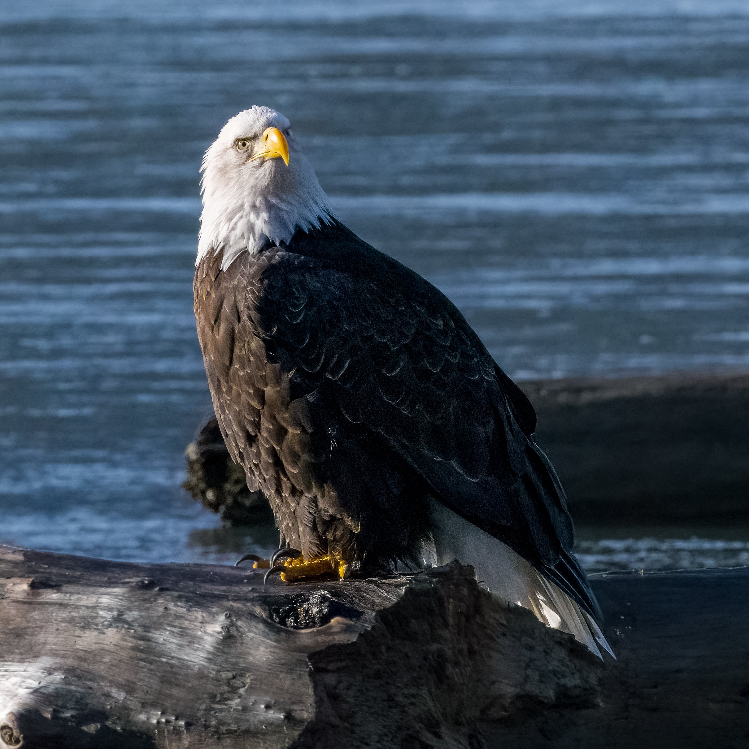 Bald Eagle 3.jpg