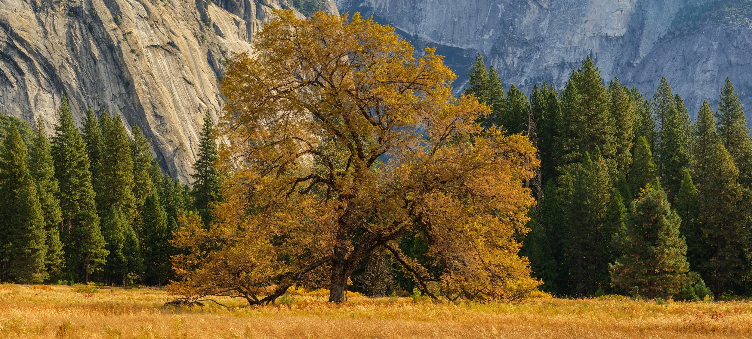 Ansel Adams Elm Cooks meadow 2-1_lowres.jpg