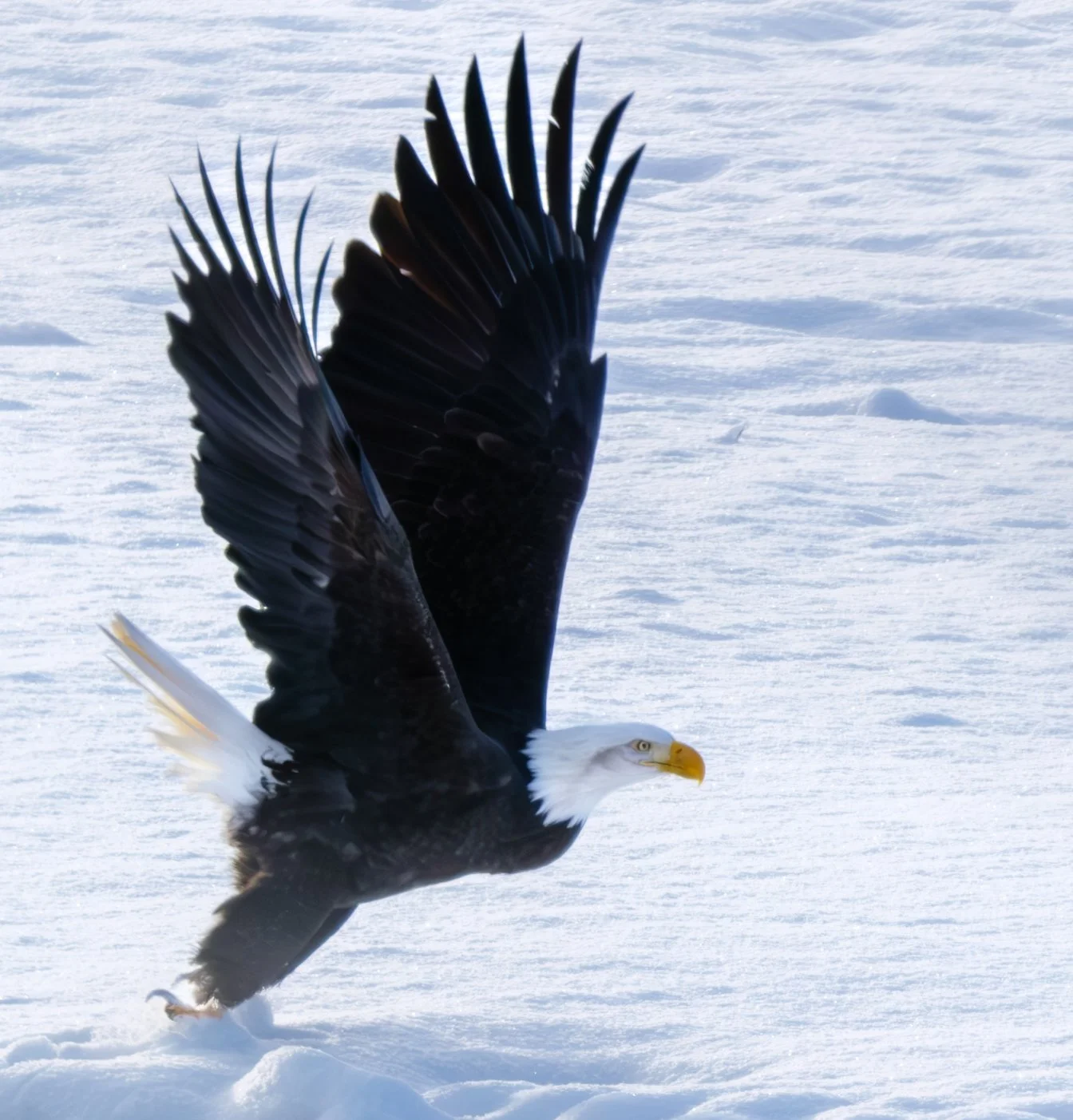 Eagle takeoff 2-1.jpg