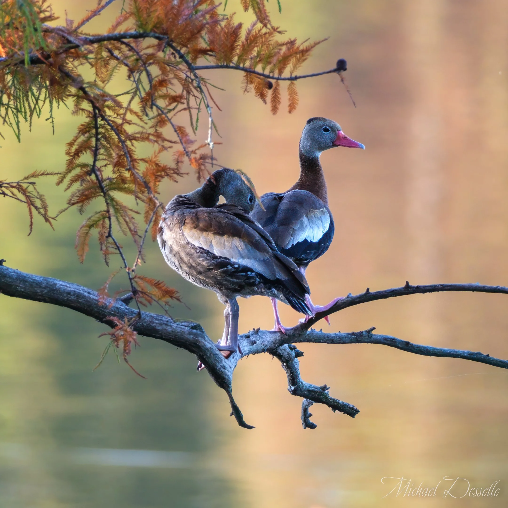 Whistling Ducks on a limb