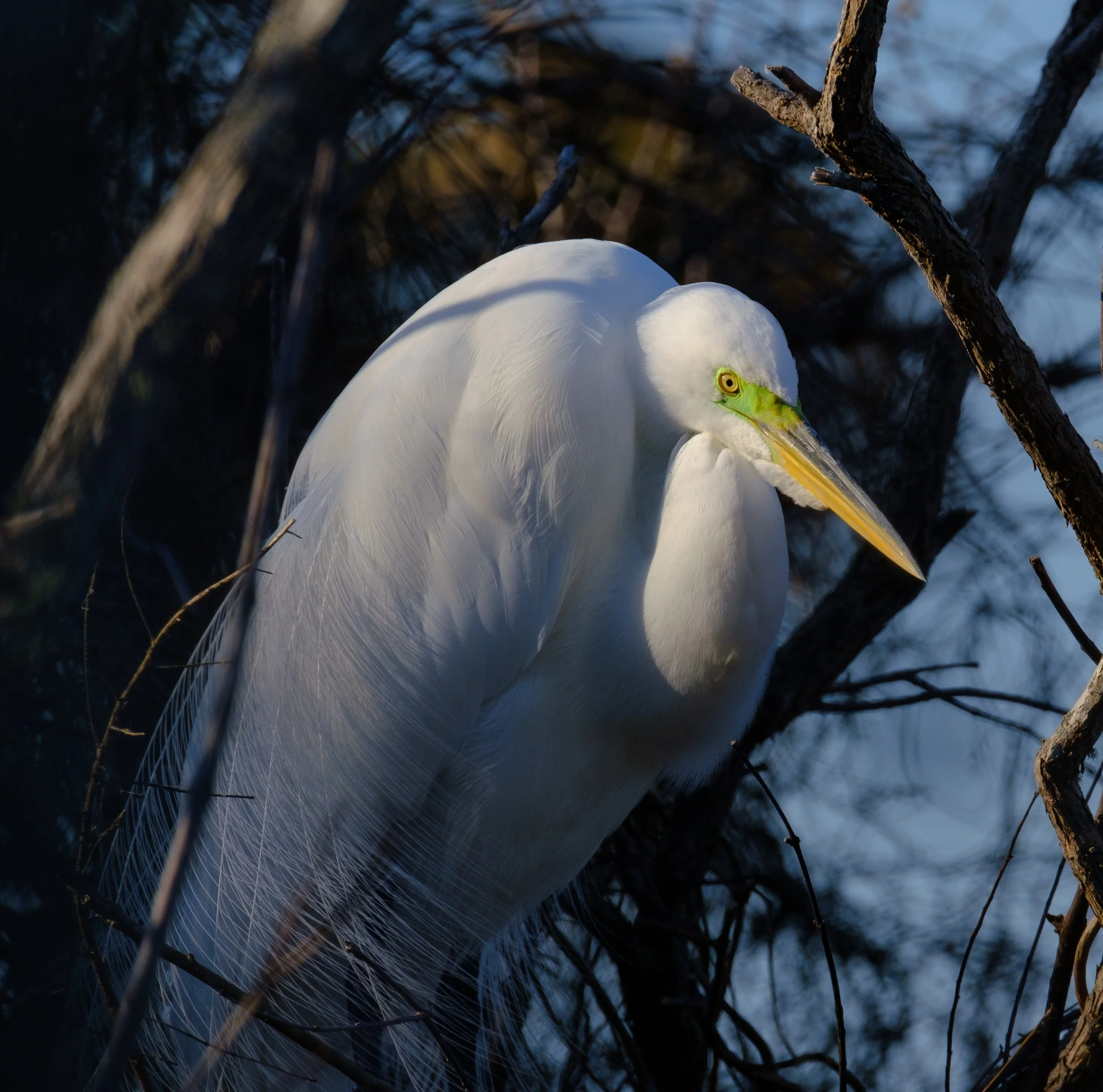 Heron-2.jpg