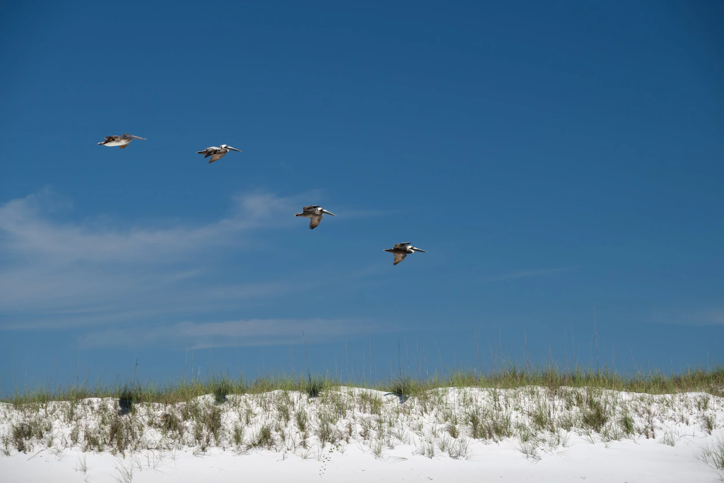 Shell Beach Pelicans #2