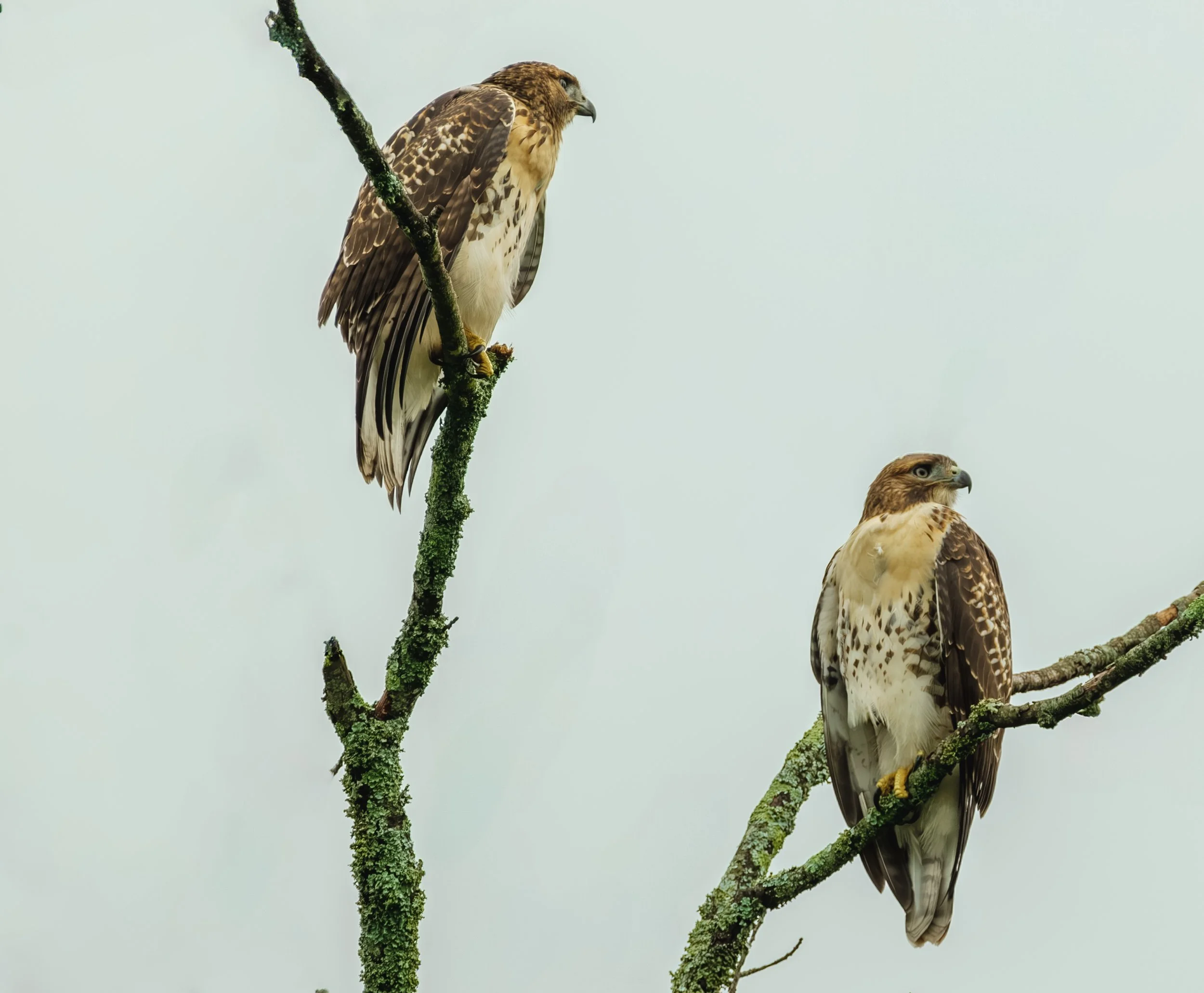 Hawks On Stonewall-1.jpg