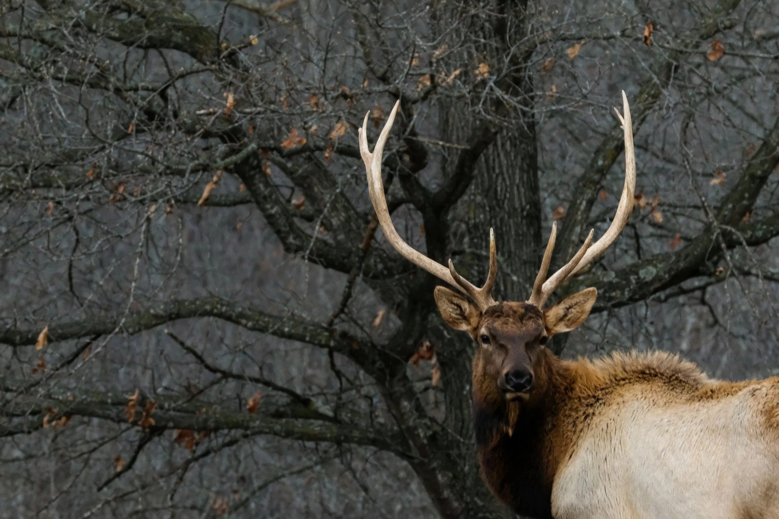 Elk in Missouri.jpg