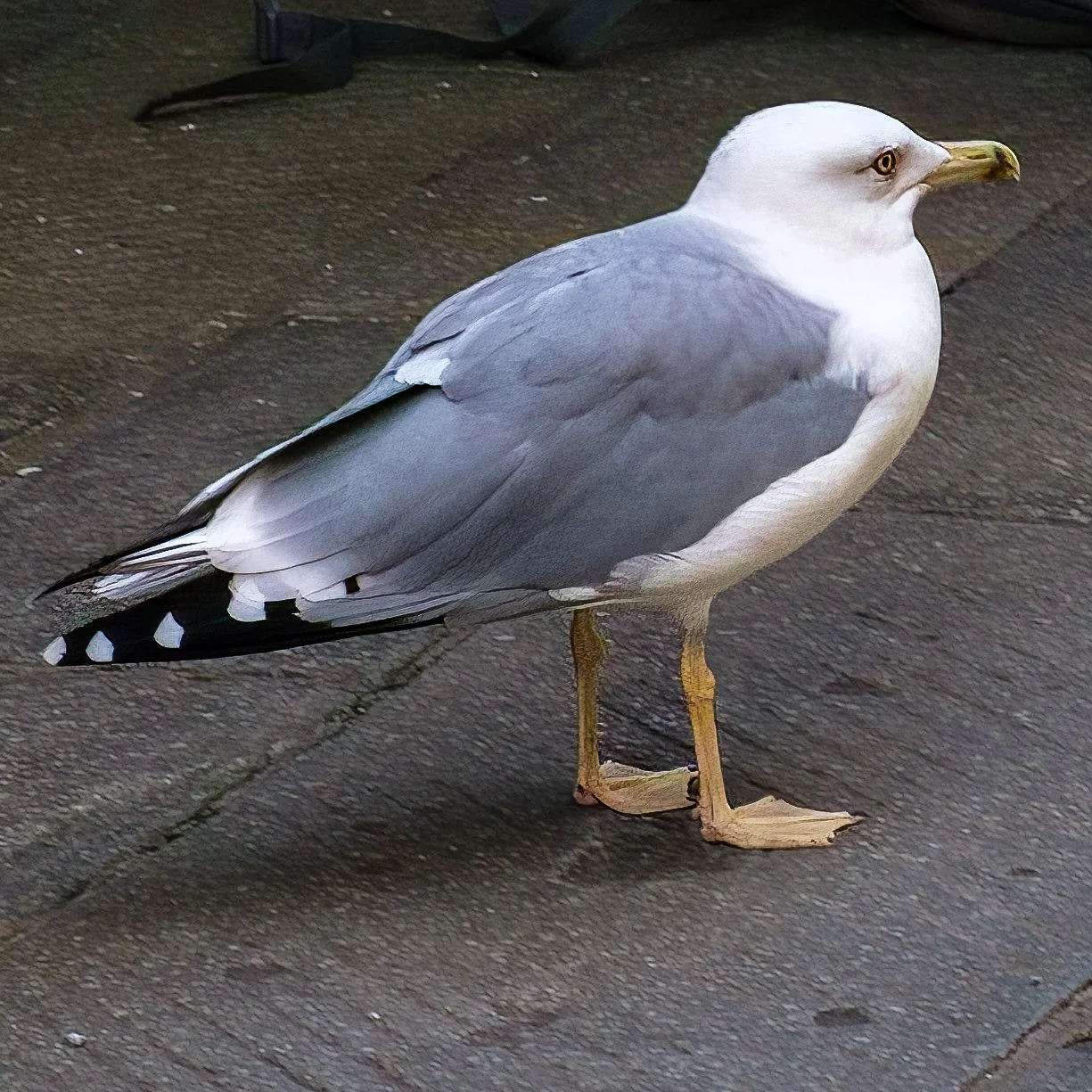 Seagull-1.jpg