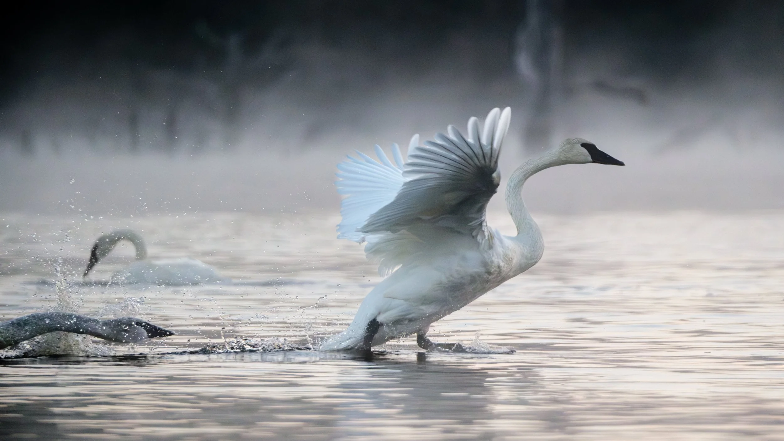 Swan Drama 2