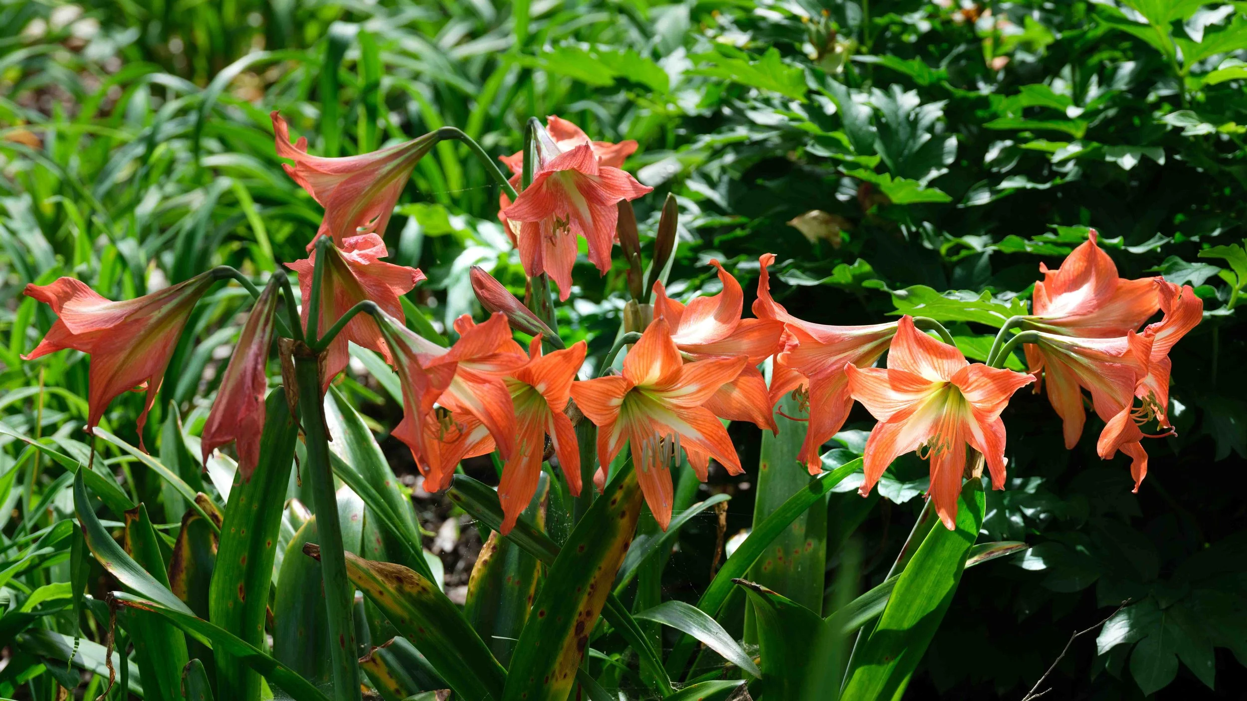Striped Barbados Lilies