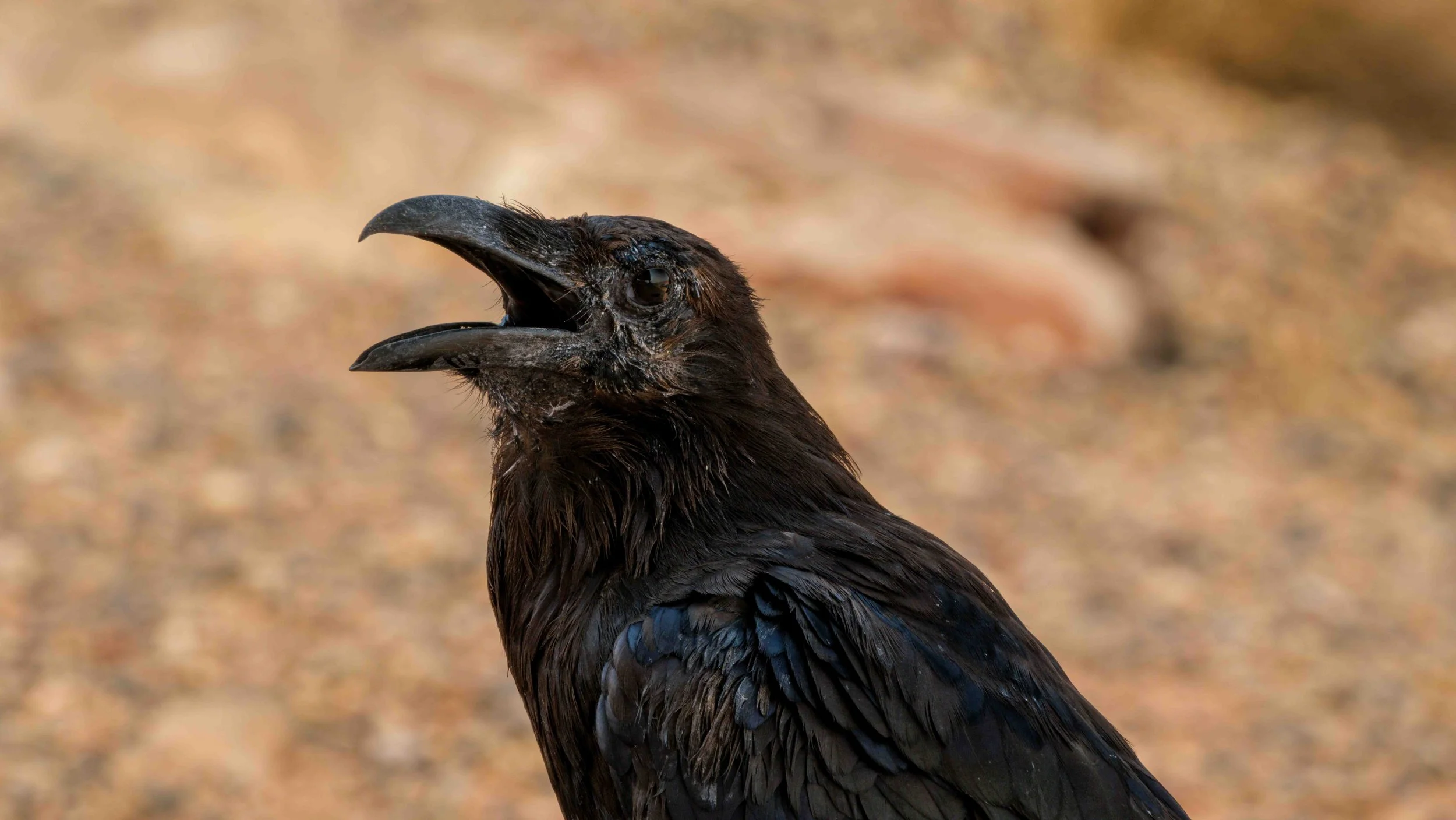 Lake Powell Ragged Raven-2-2.jpg