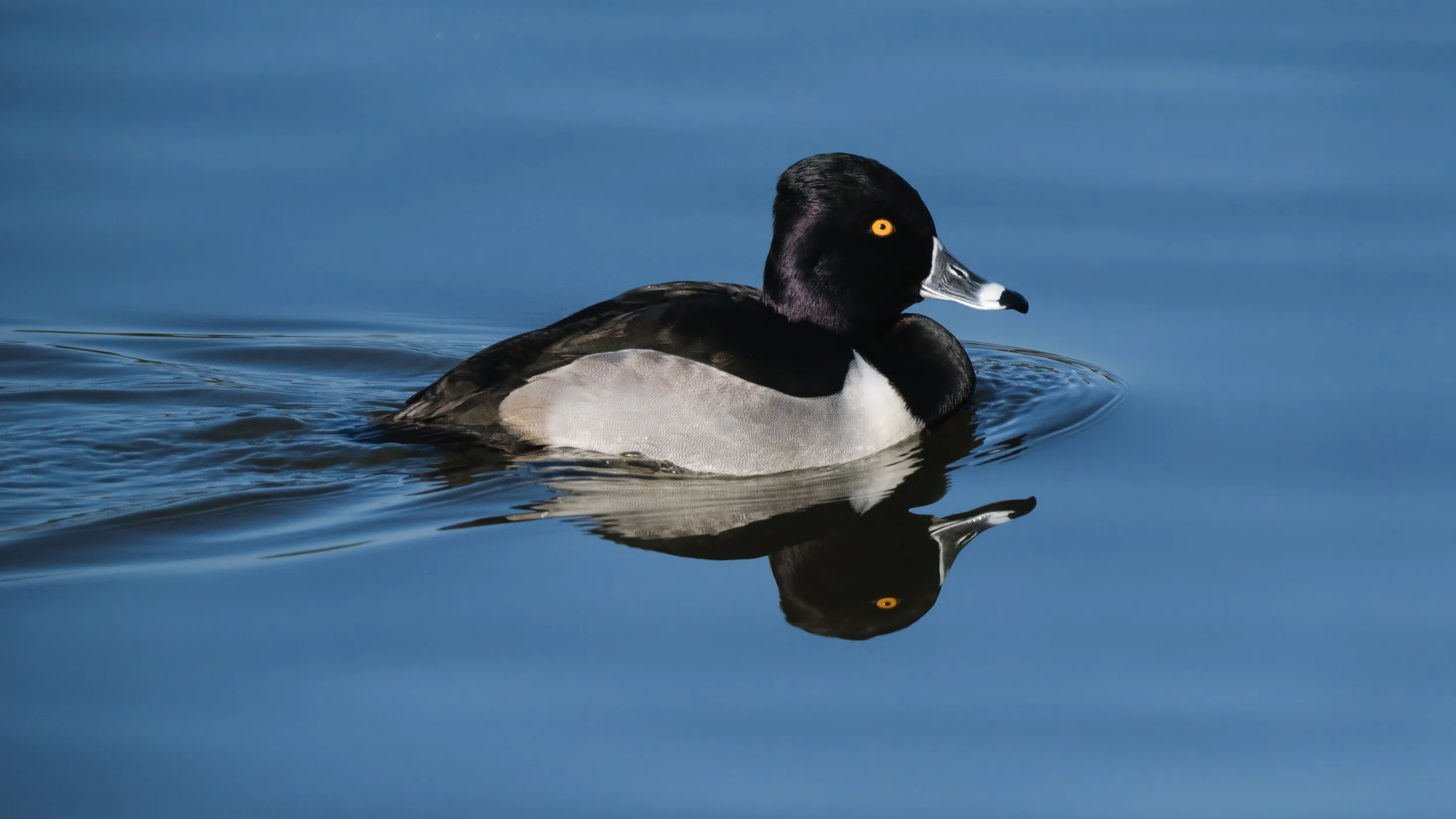 Ring Neck Duck