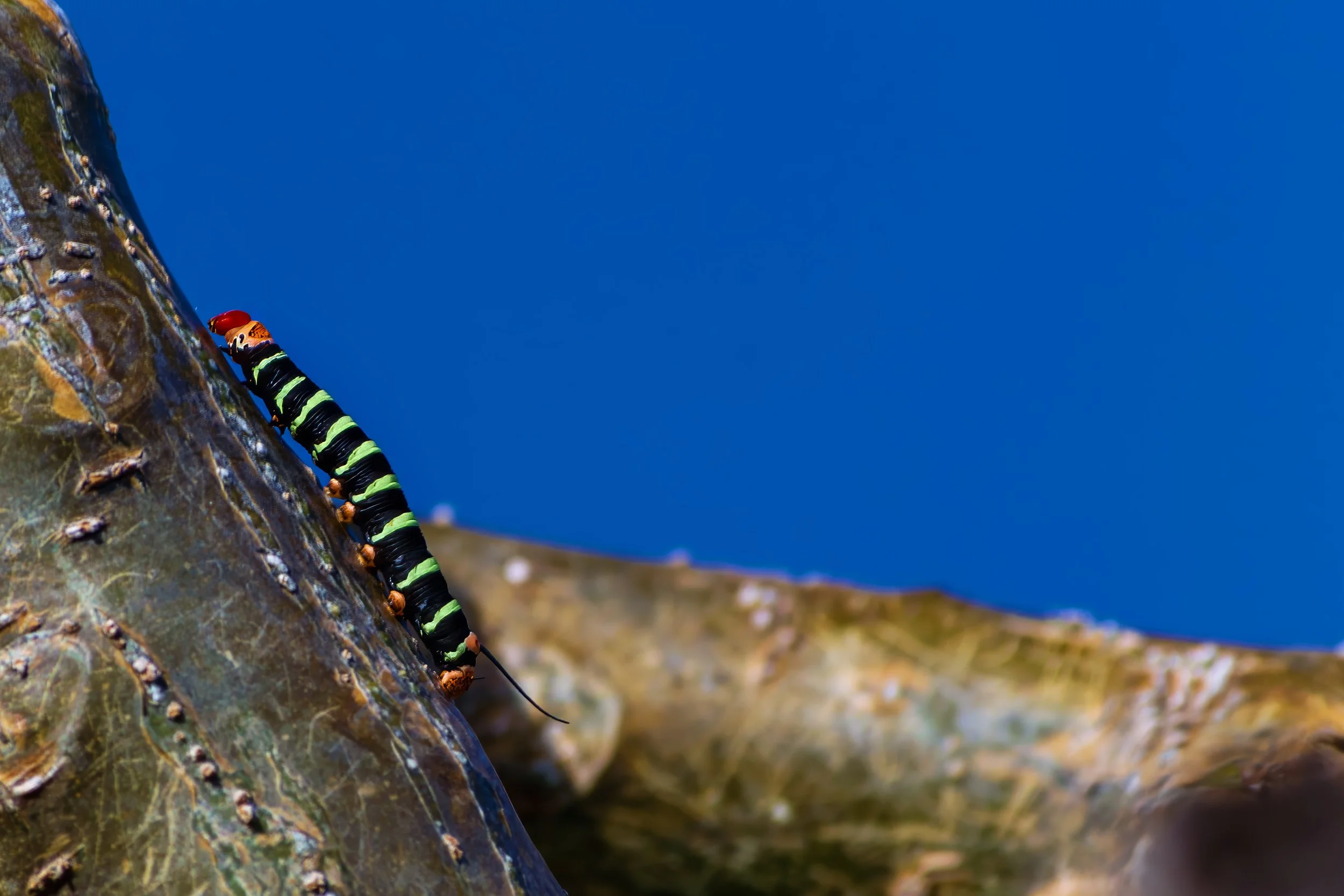 USVI Caterpillar