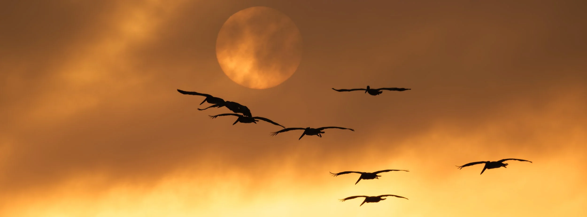 Backlit pelicans-.jpg