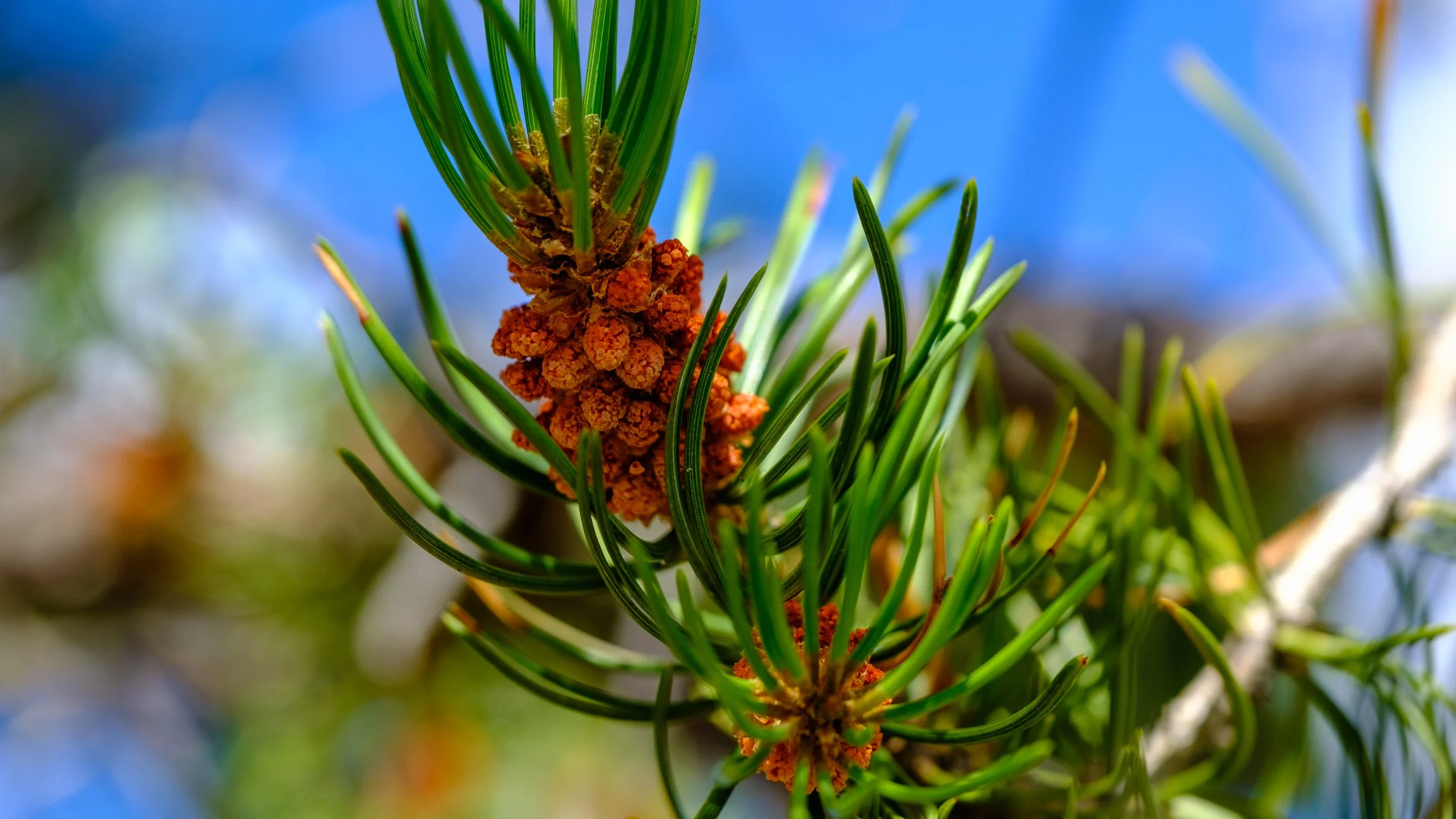Lodgepole Pine Seeds-3.jpg