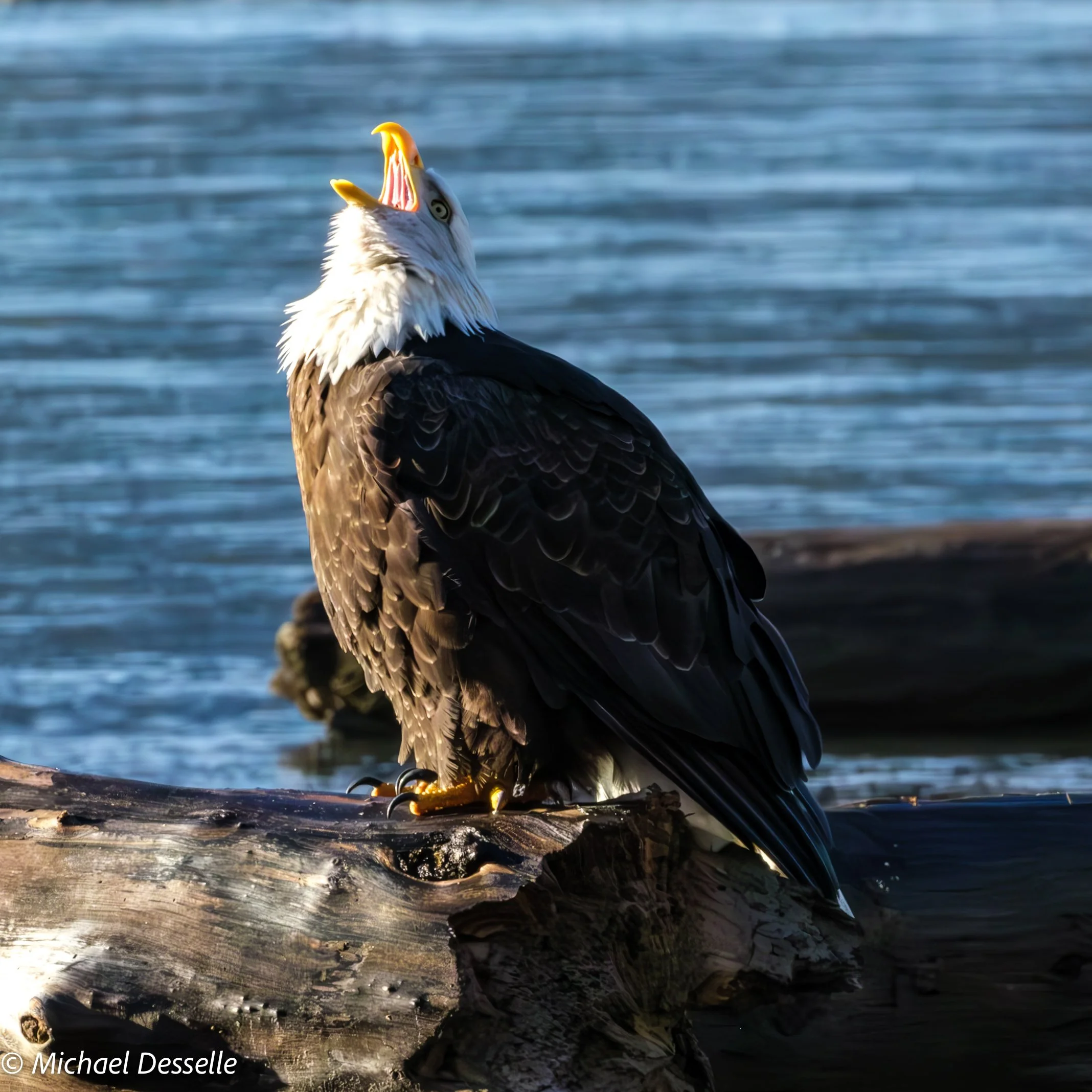 Back off vocalization.jpg