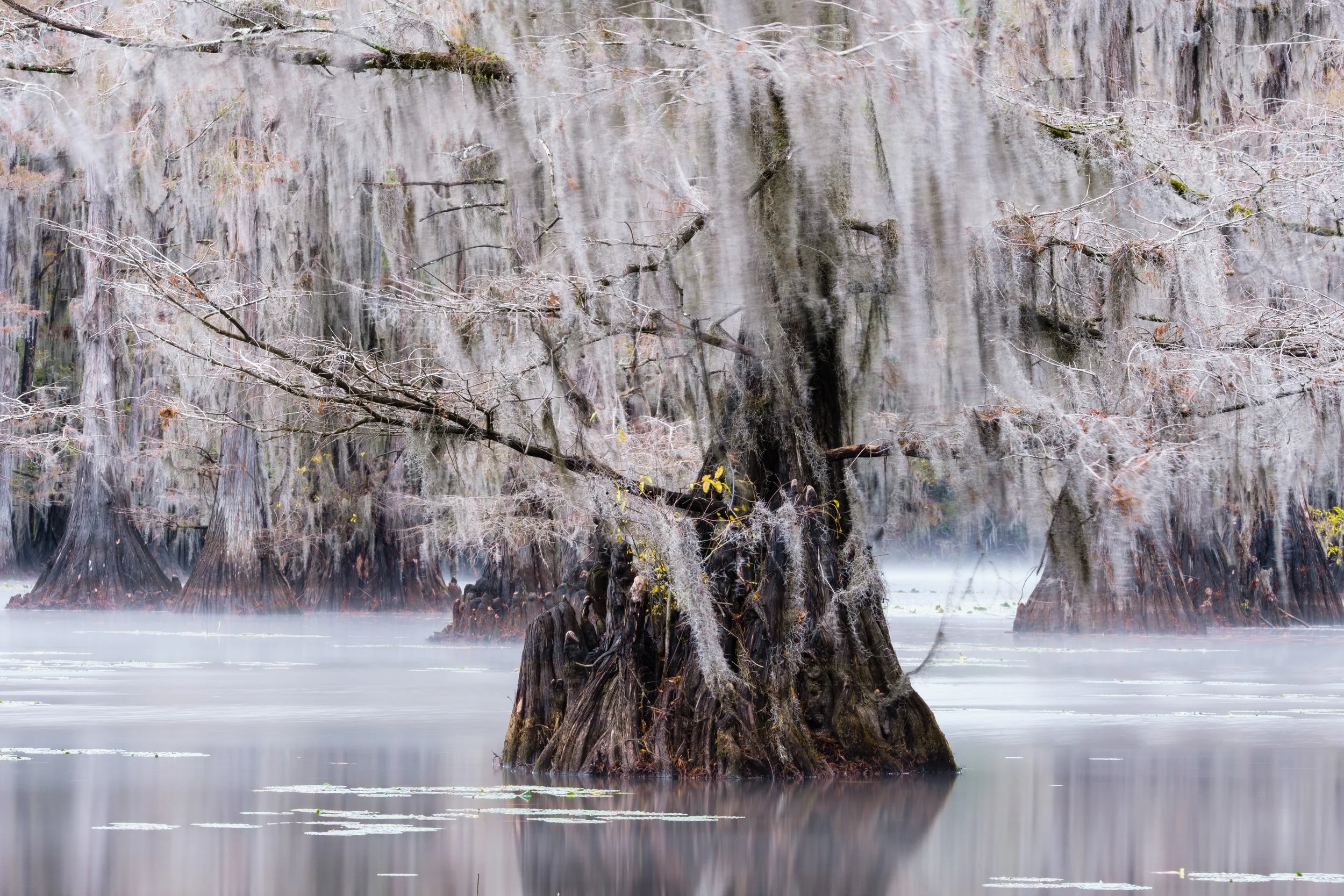 Caddo Lake #5