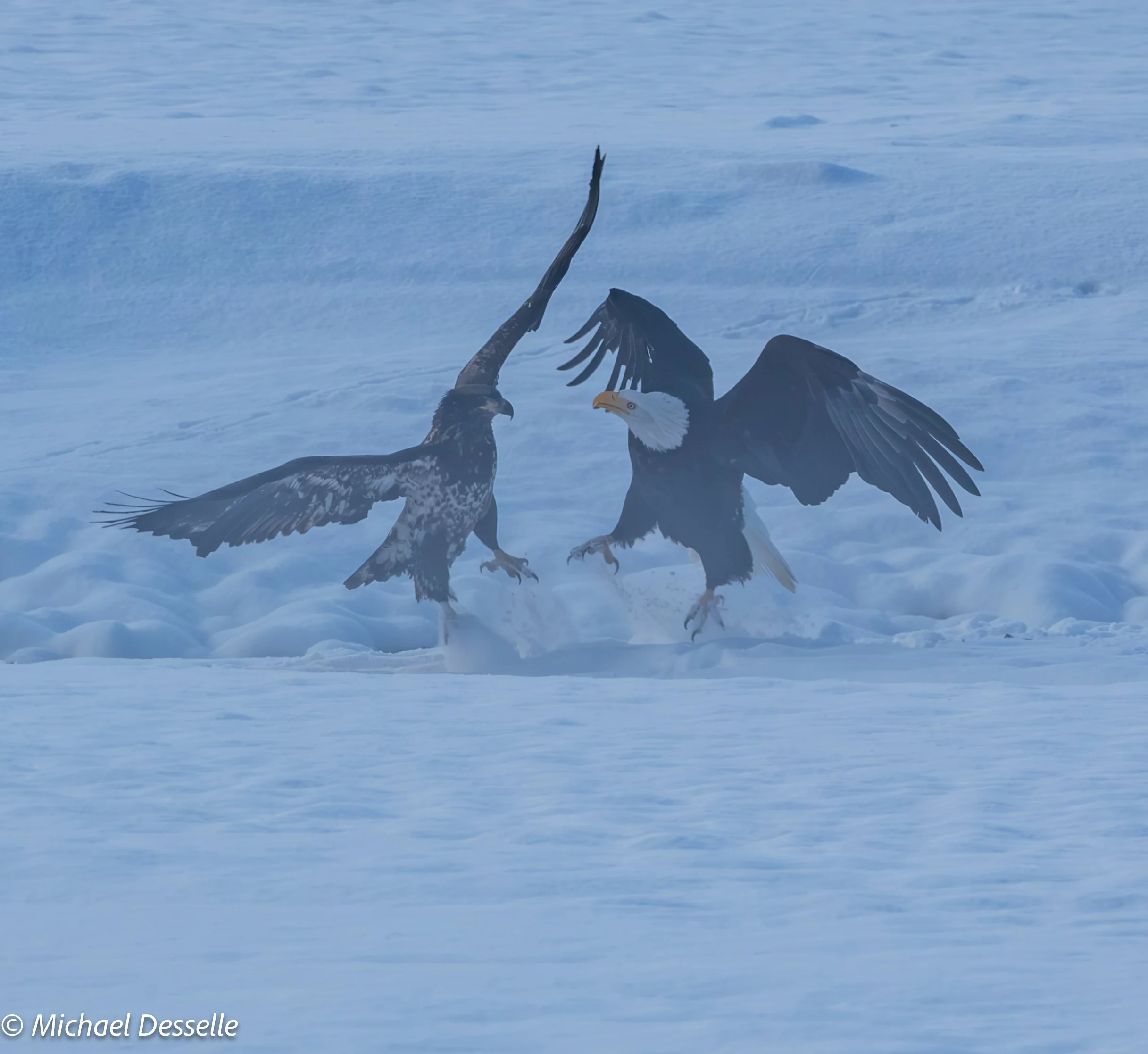 Juvenile Adult fight 3.jpg