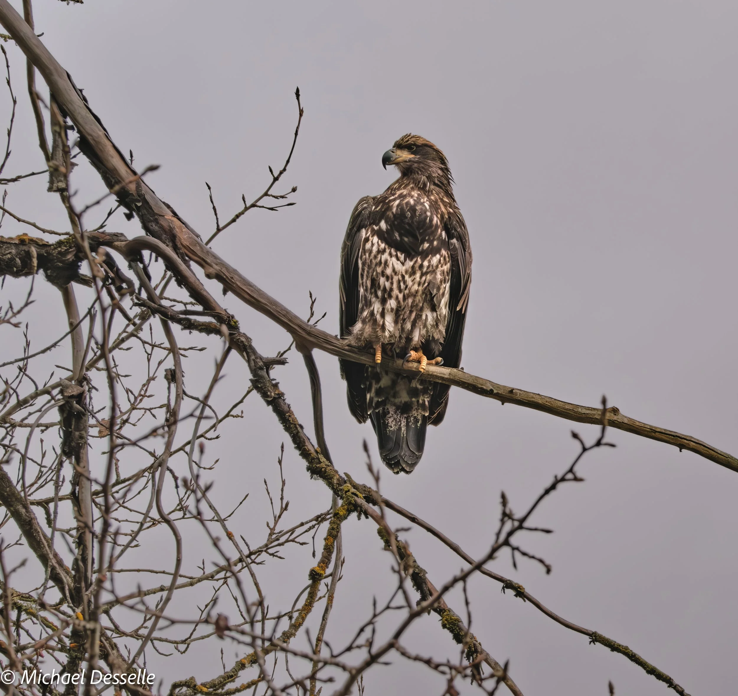 Juvenile bald eagle.jpg