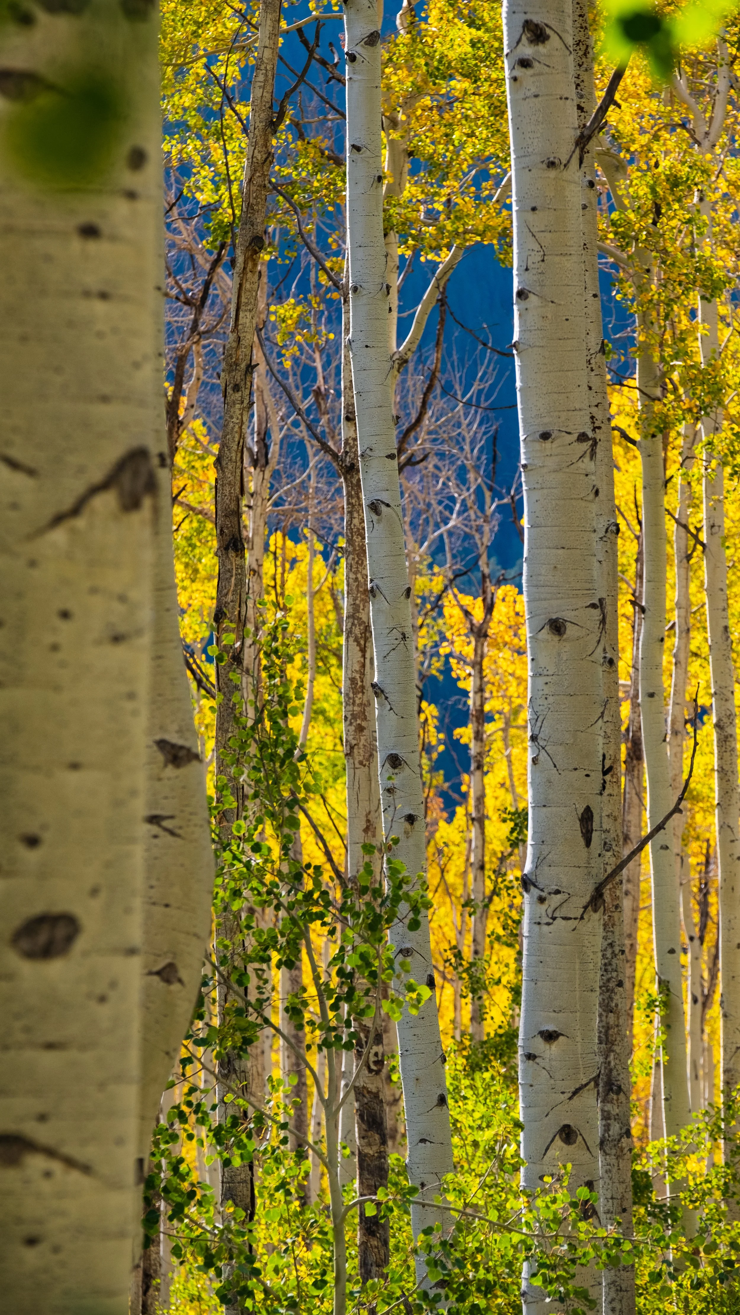 Independence Pass Aspens #2