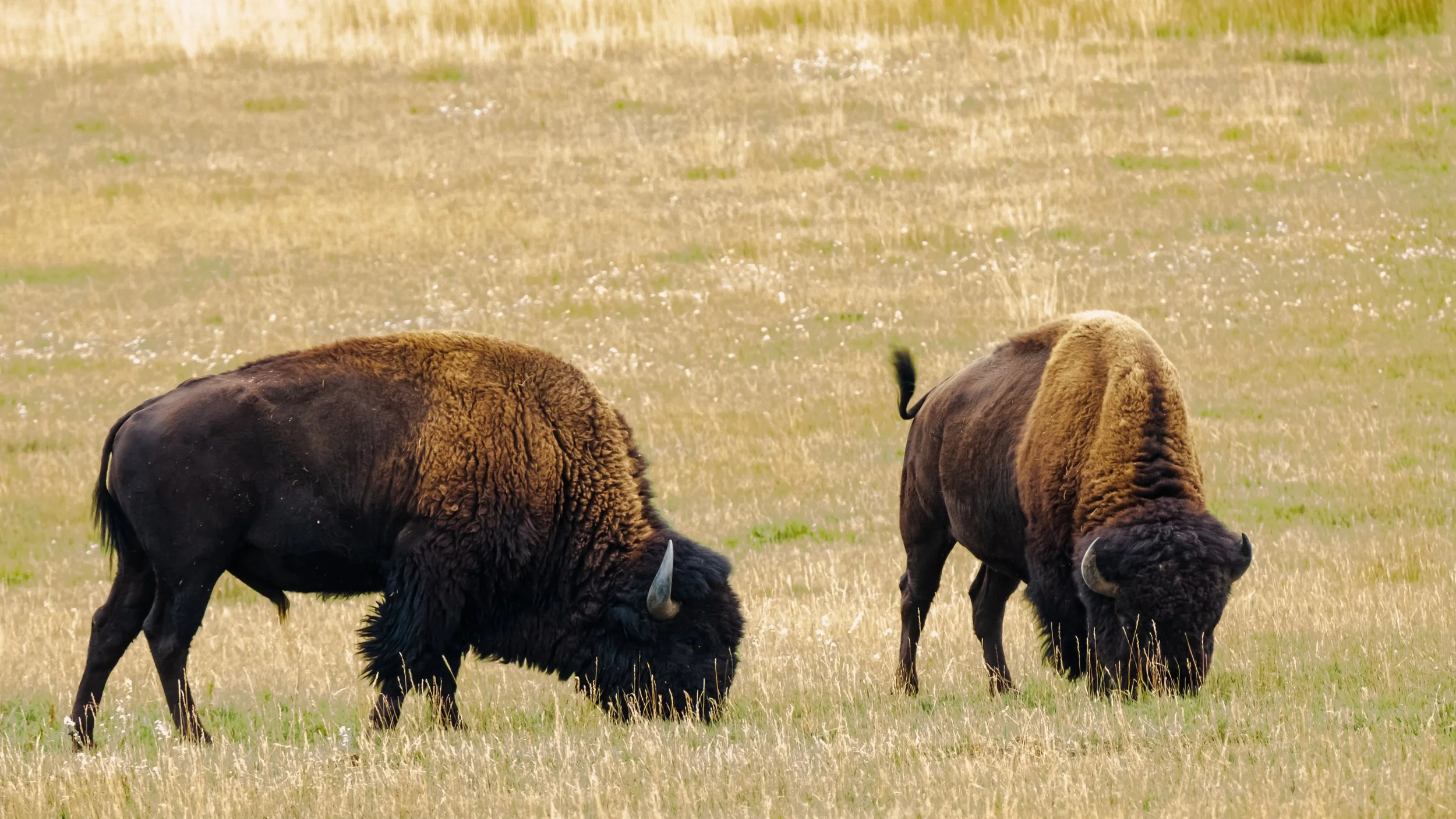 Colorado Buffalo #2.jpg