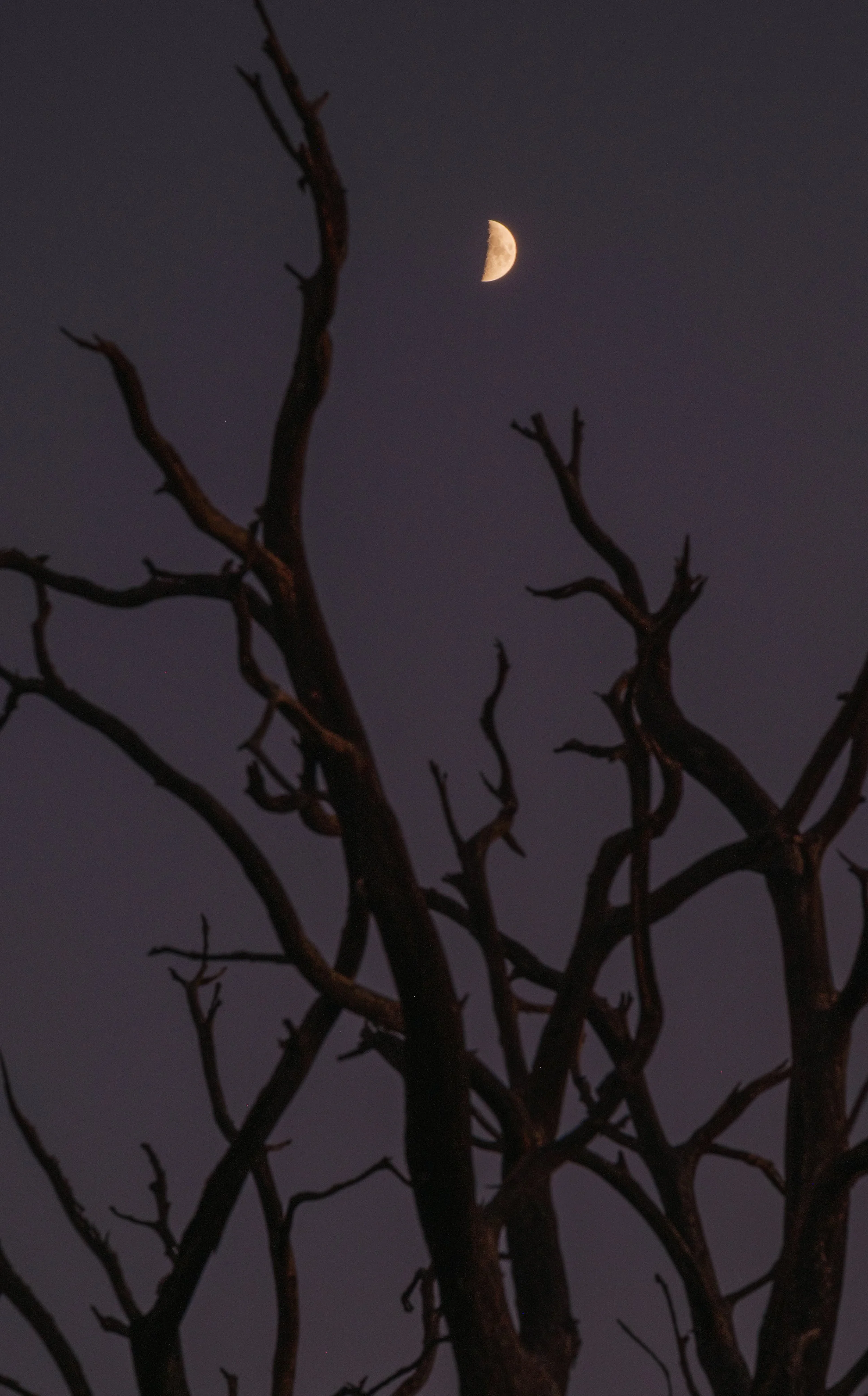 Moon near Desert Watchtower-1.jpg