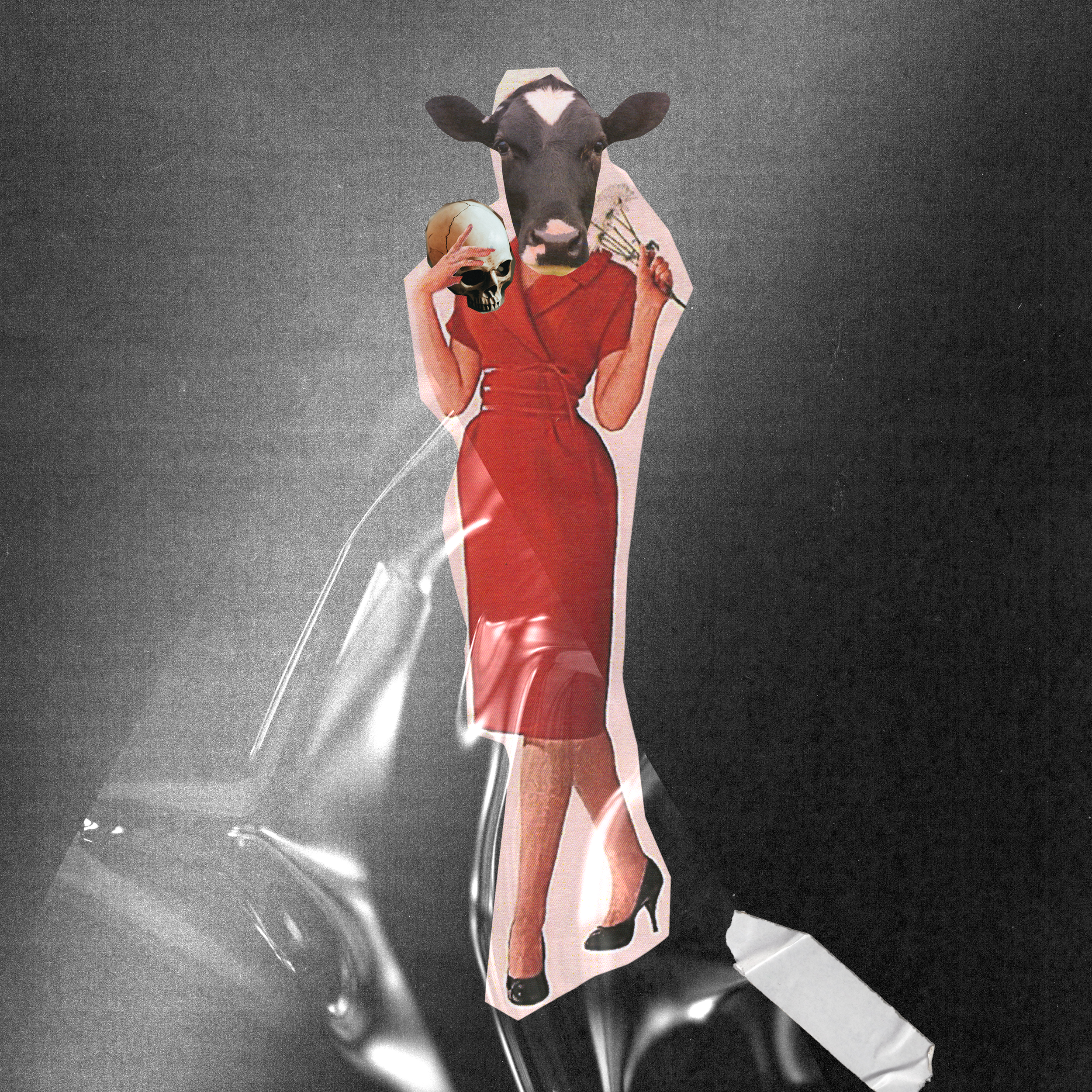 COWS OF BASHAN
